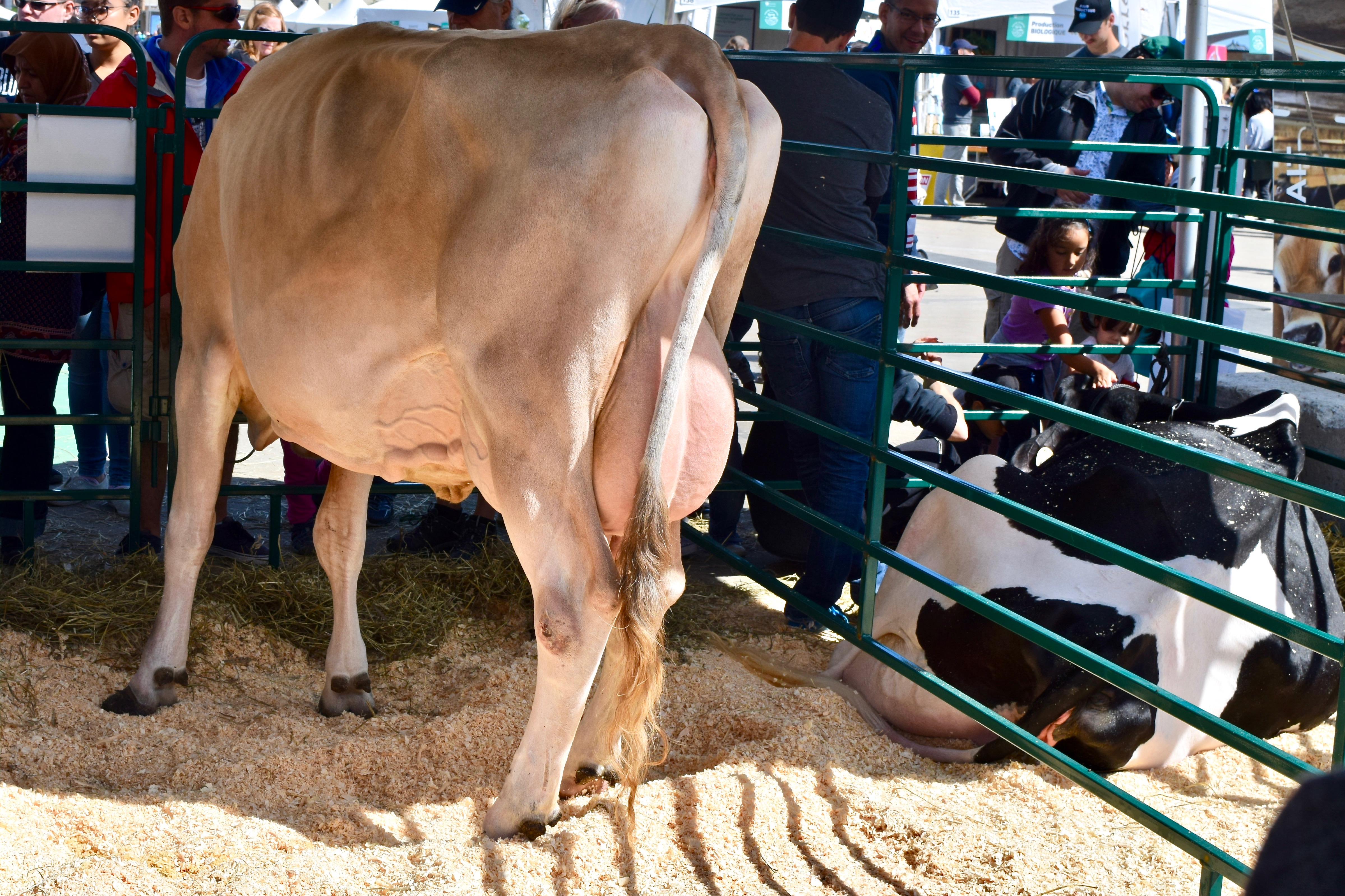 Bovins: Jersey & Holstein (#141)