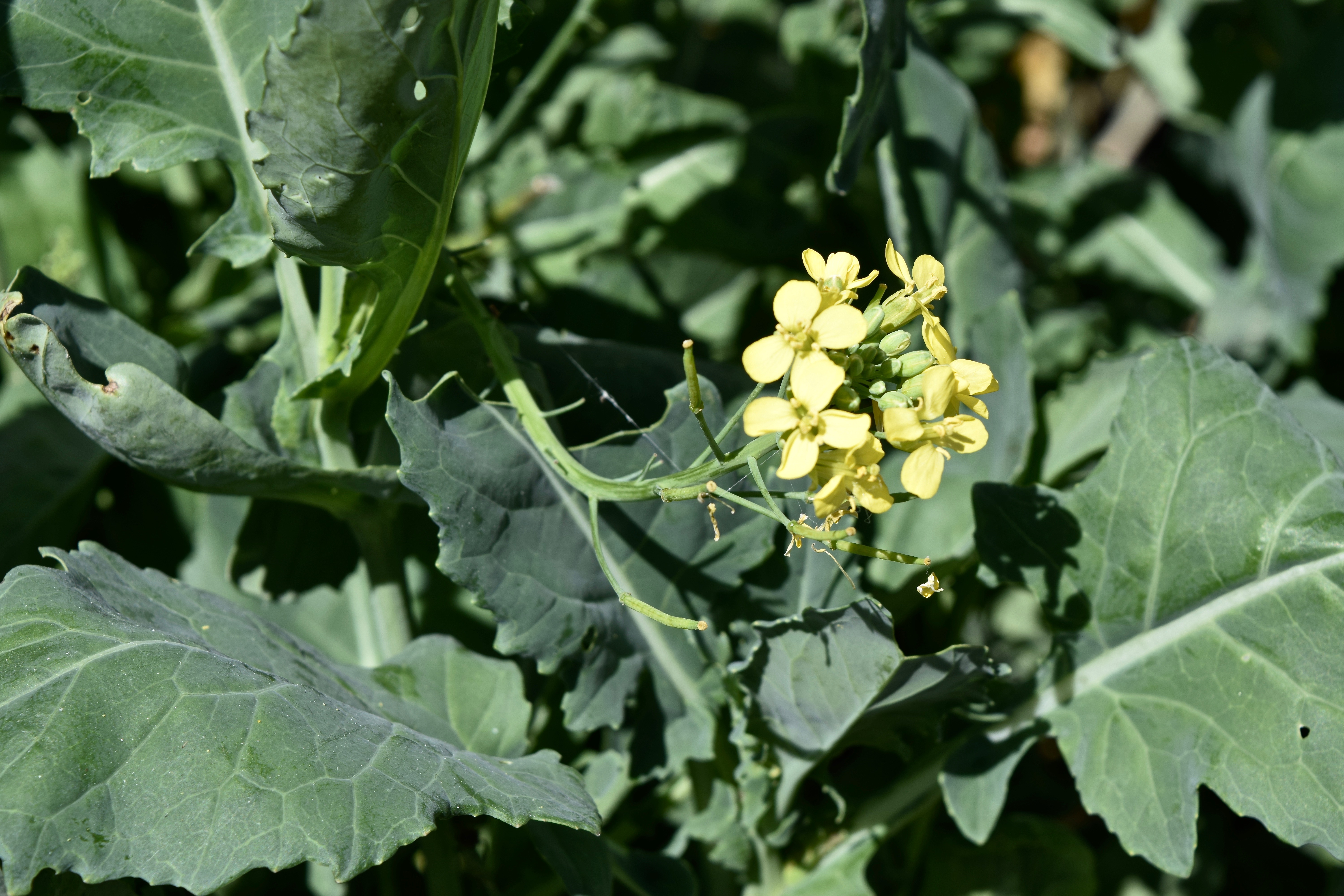 Grains: Canola (#114)