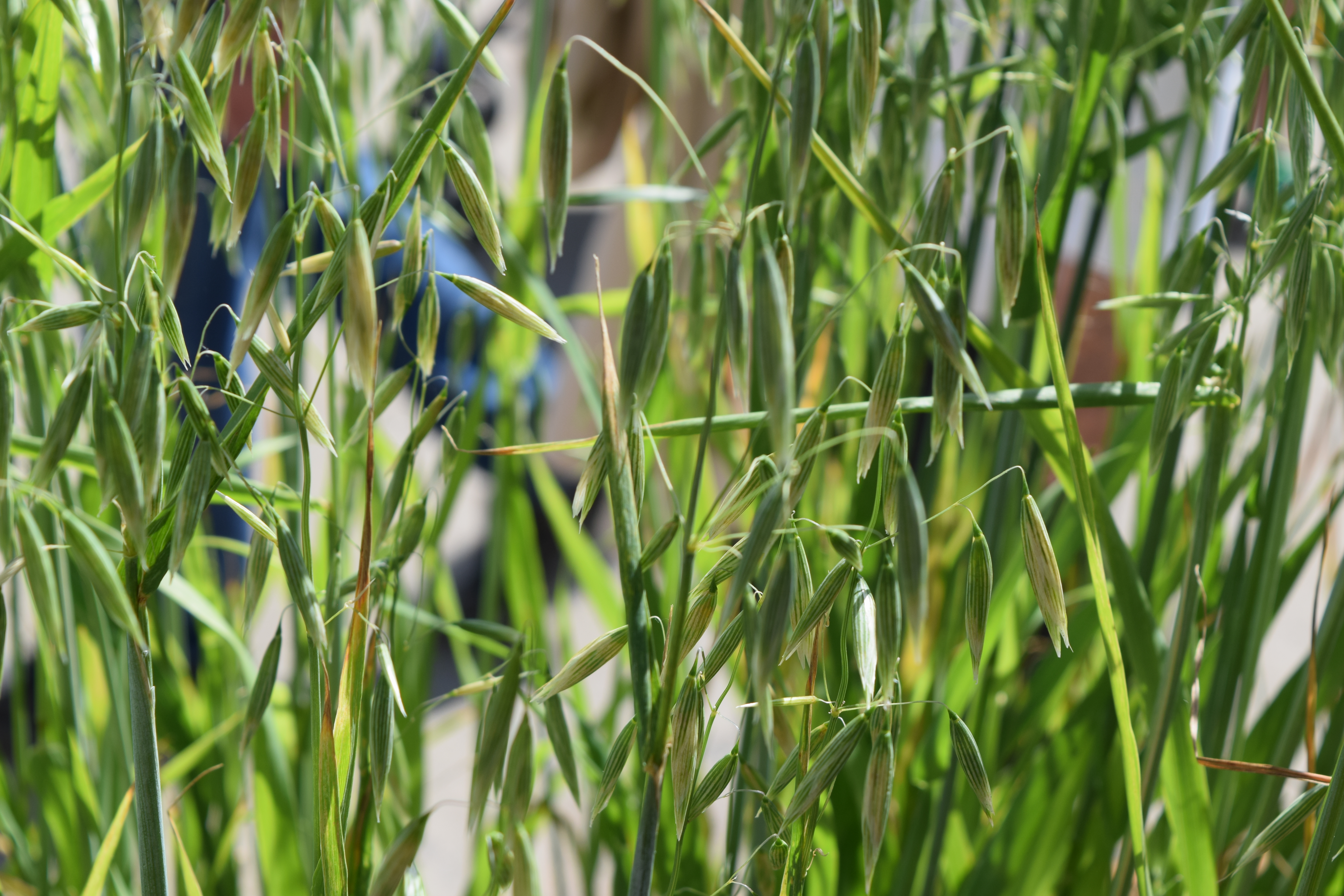 Grains: Avoine (#114)