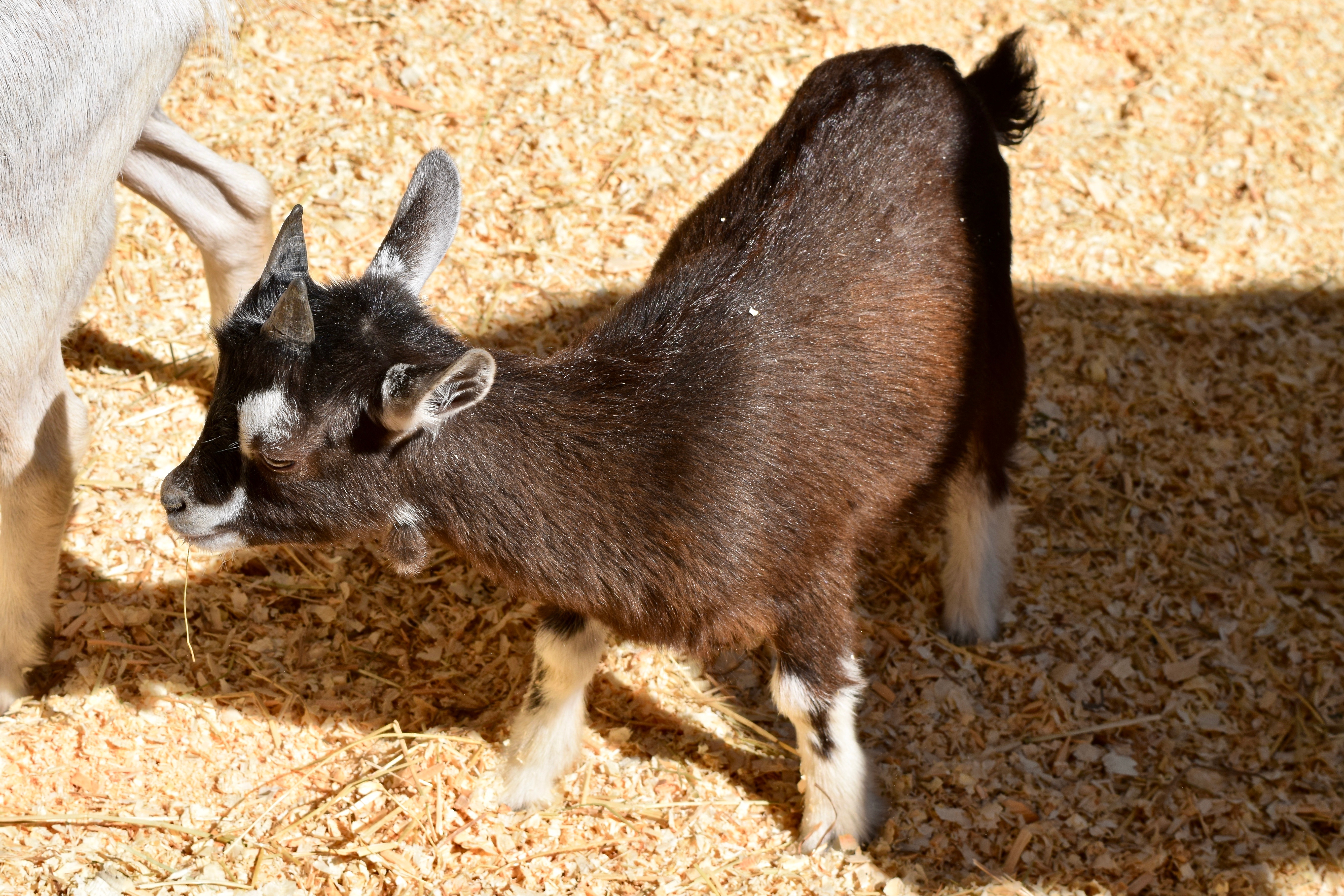 Chèvre minature (#109)