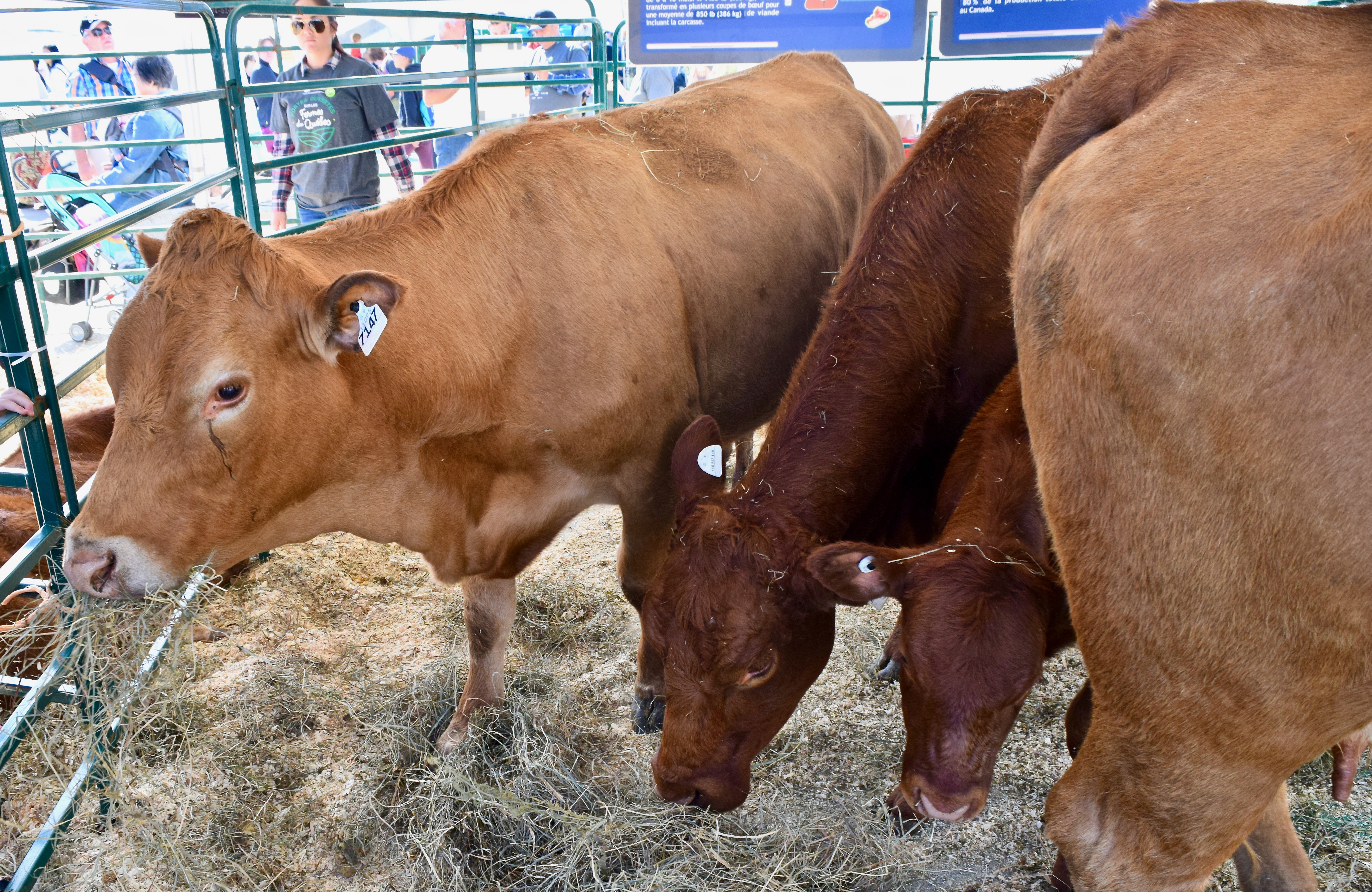 Bovins: Vaches du Limousin (#133)
