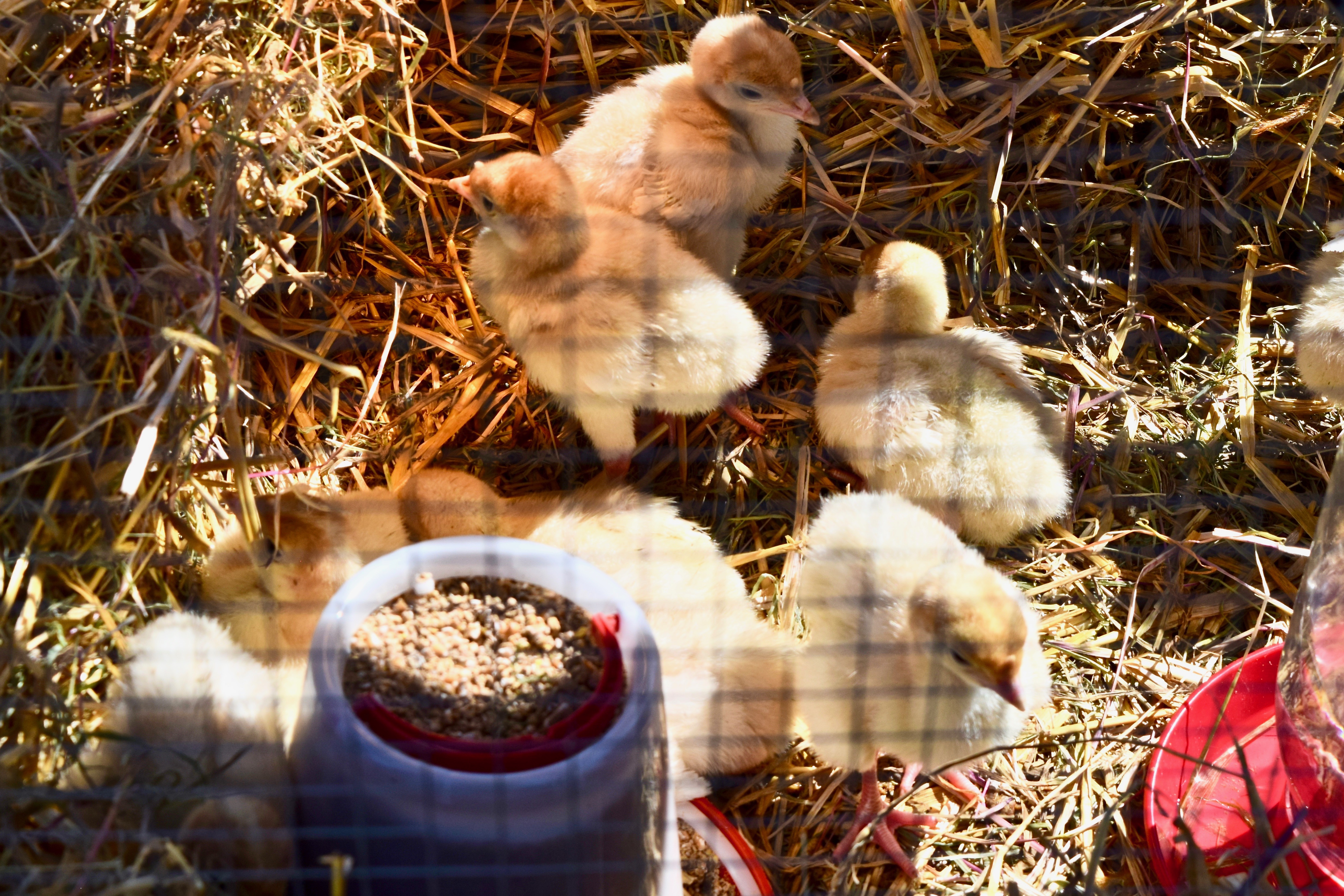 Dindonneaux de 2 jours (#132)