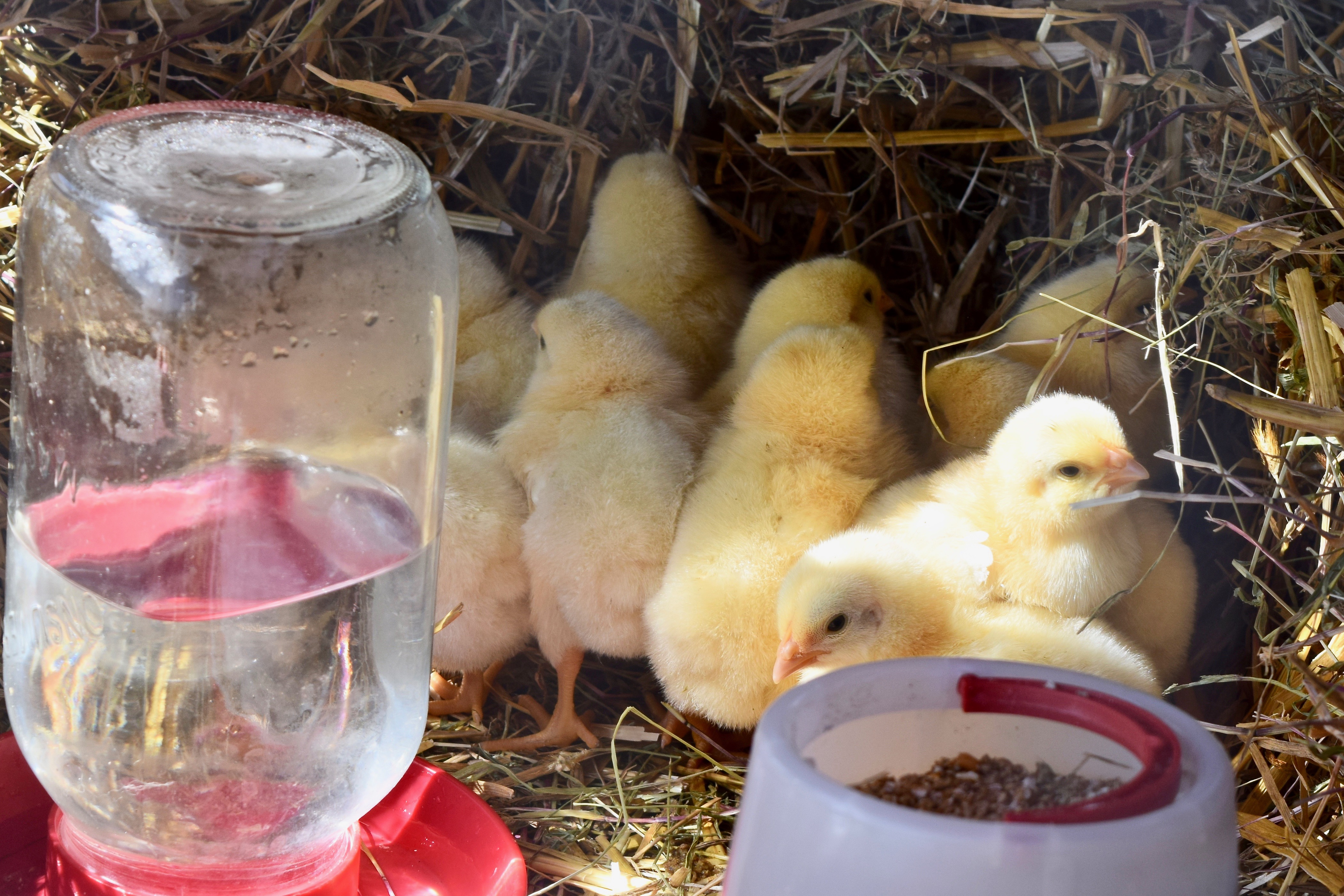 Poussins de 4 jours (#132)