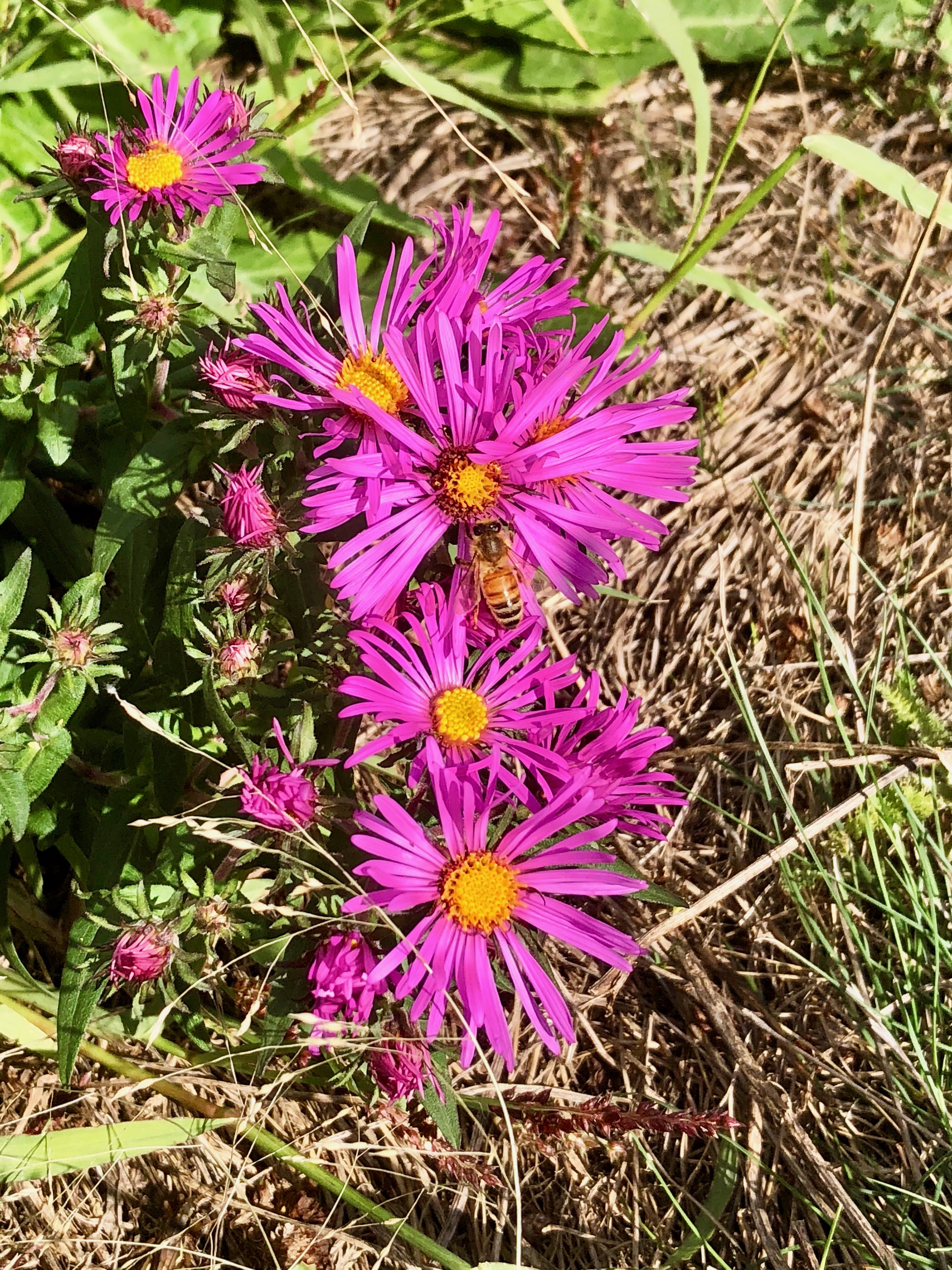 Pink aster & a bee