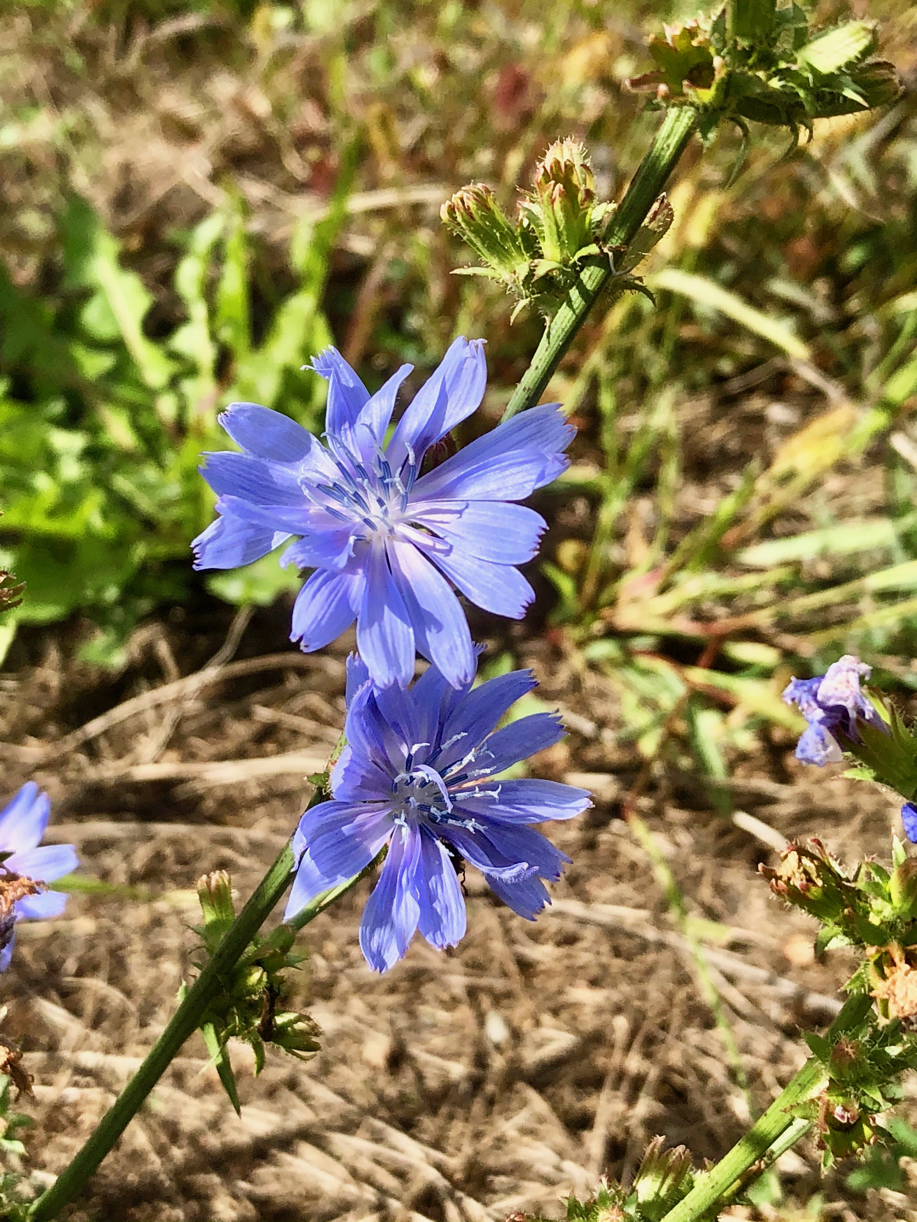 {"colorSpace":"kCGColorSpaceDisplayP3","cameraType":"Wide","macroEnabled":true,"qualityMode":3,"deviceTilt":0.089819296726956654,"customExposureMode":1,"extendedExposure":false,"whiteBalanceProgram":0,"cameraPosition":1,"focusMode":1}