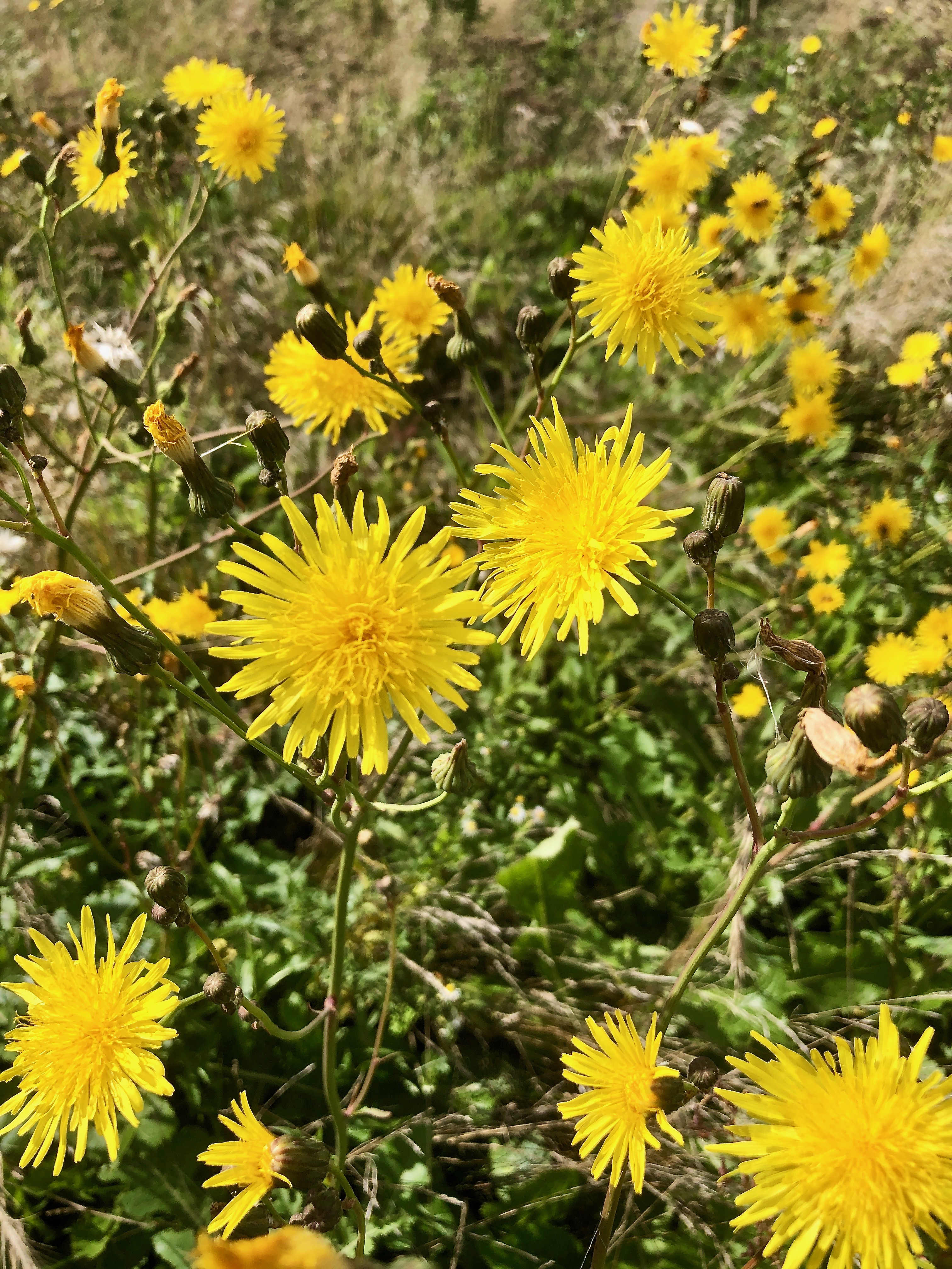 Lots of those tall dandelion like in spring