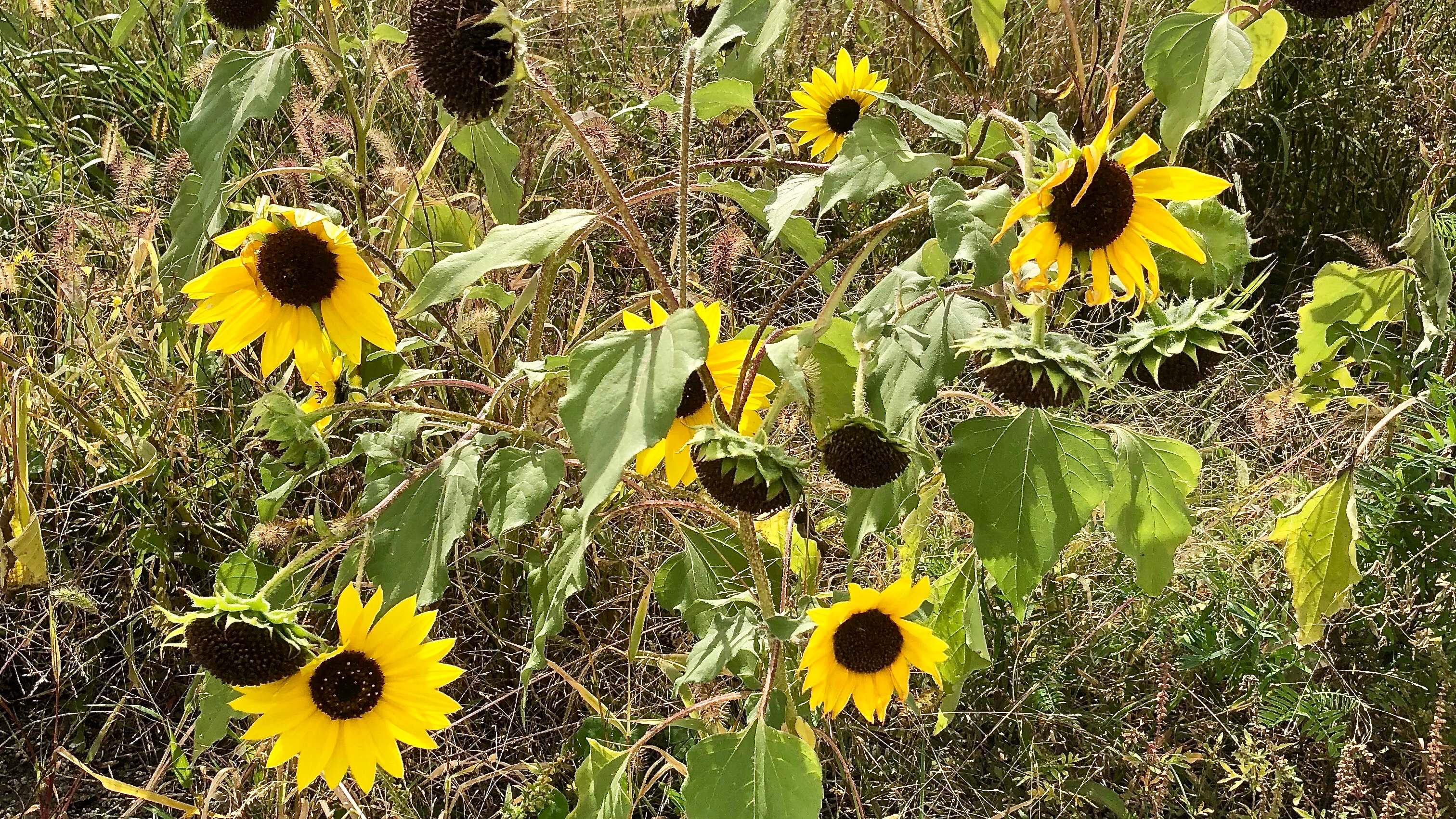 Sunflowers