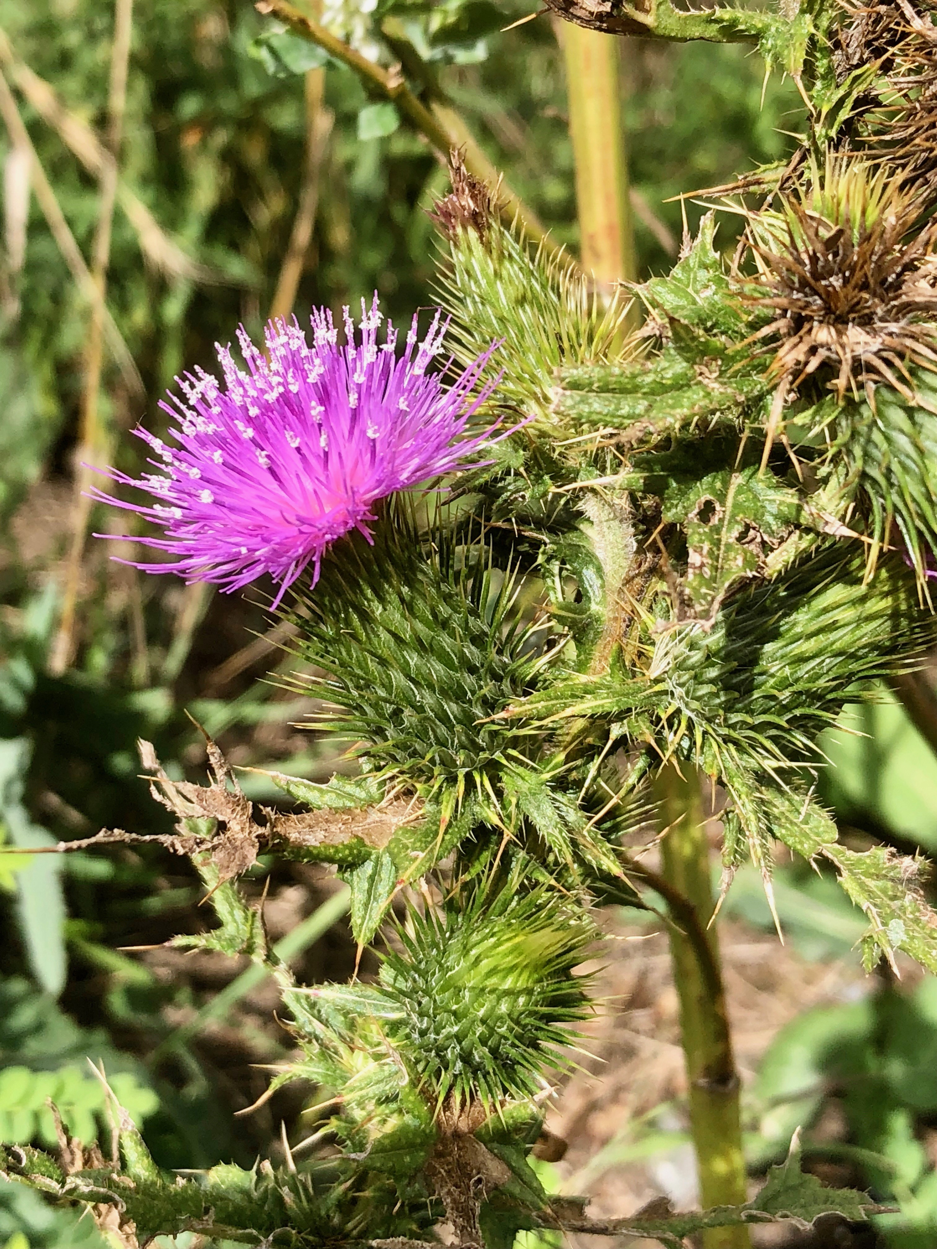 Thistle with a pink punk hairdo