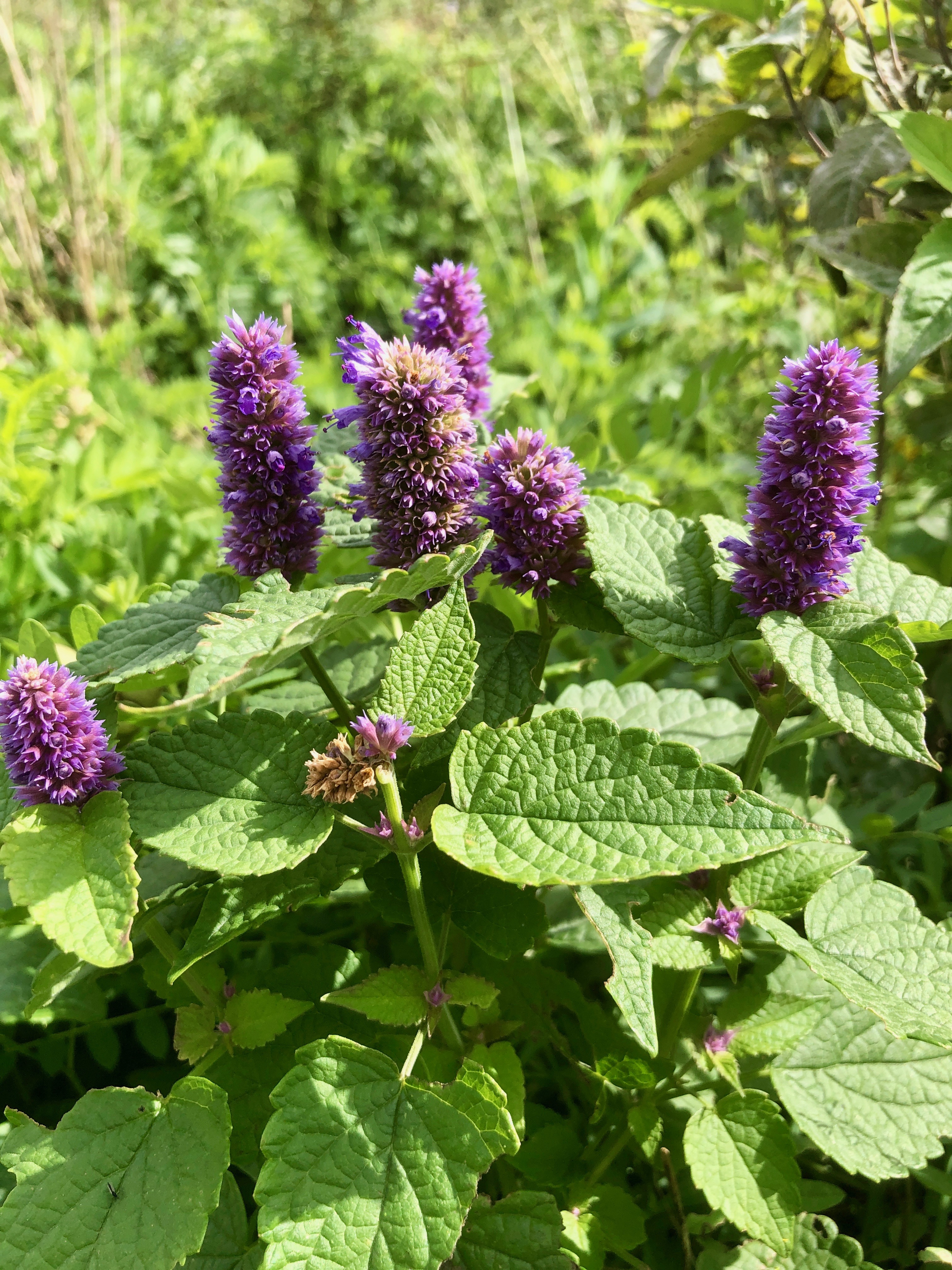 Some sort of wild mint?