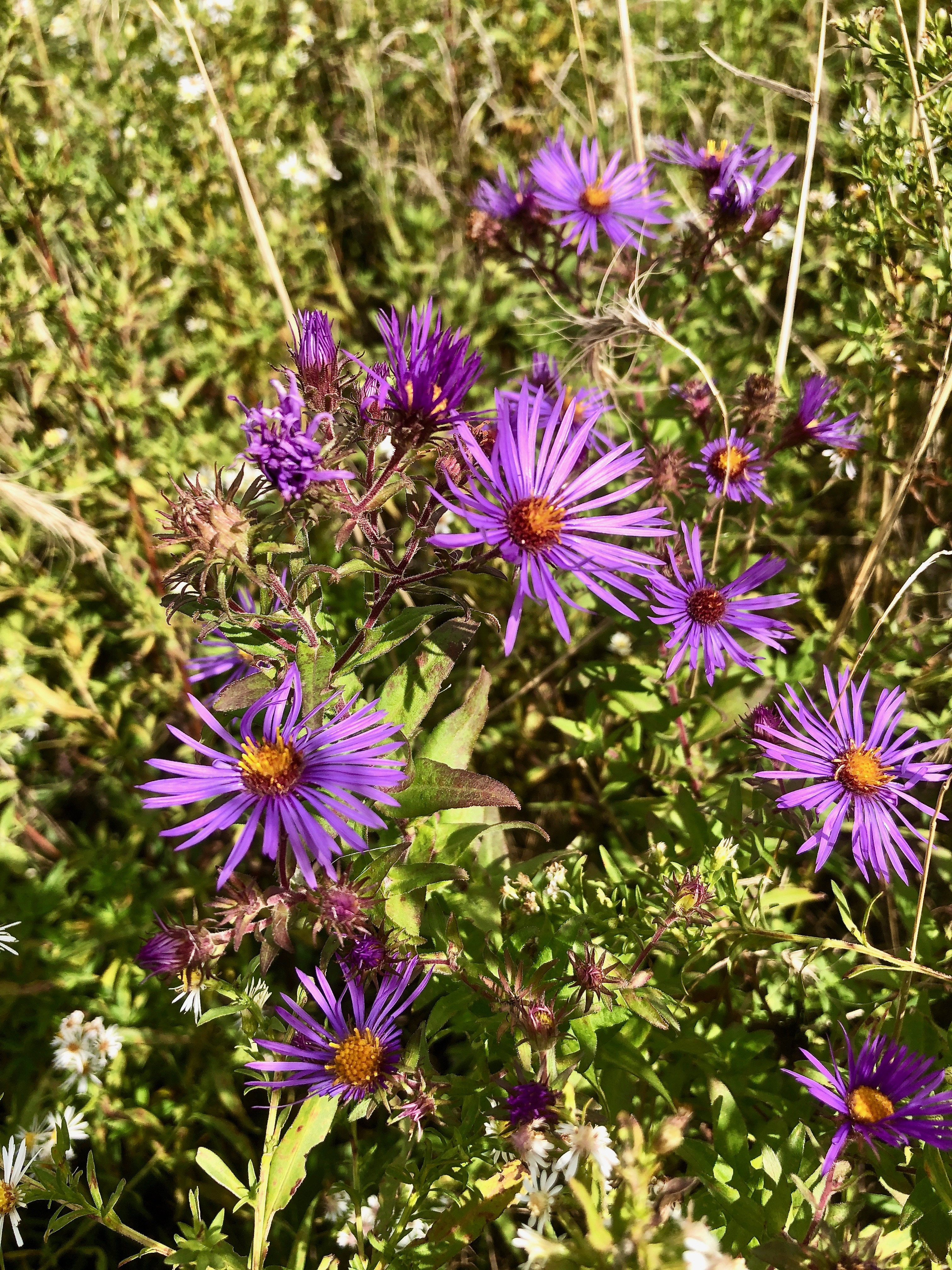Purple aster