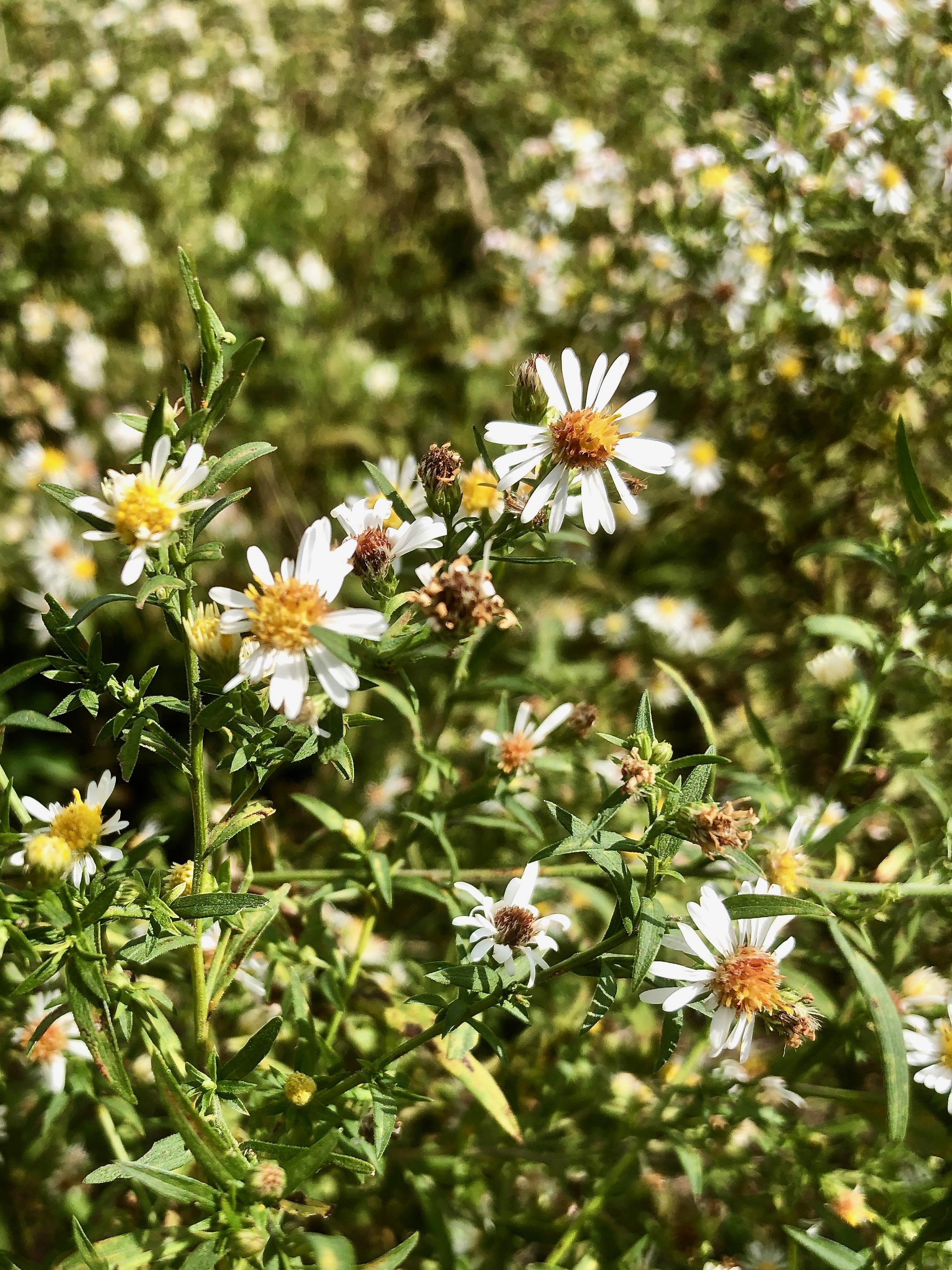 White aster