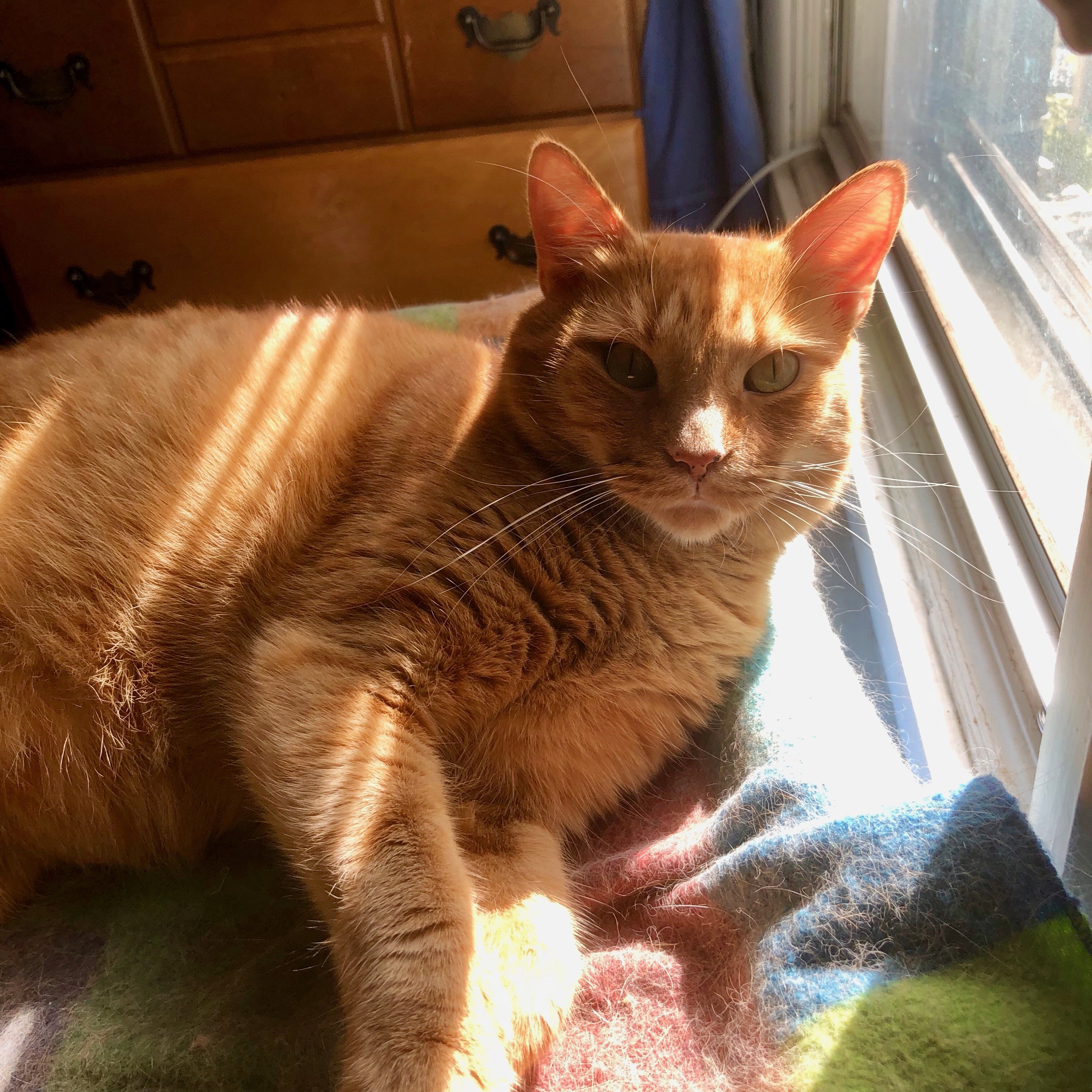 Caramel in the morning light