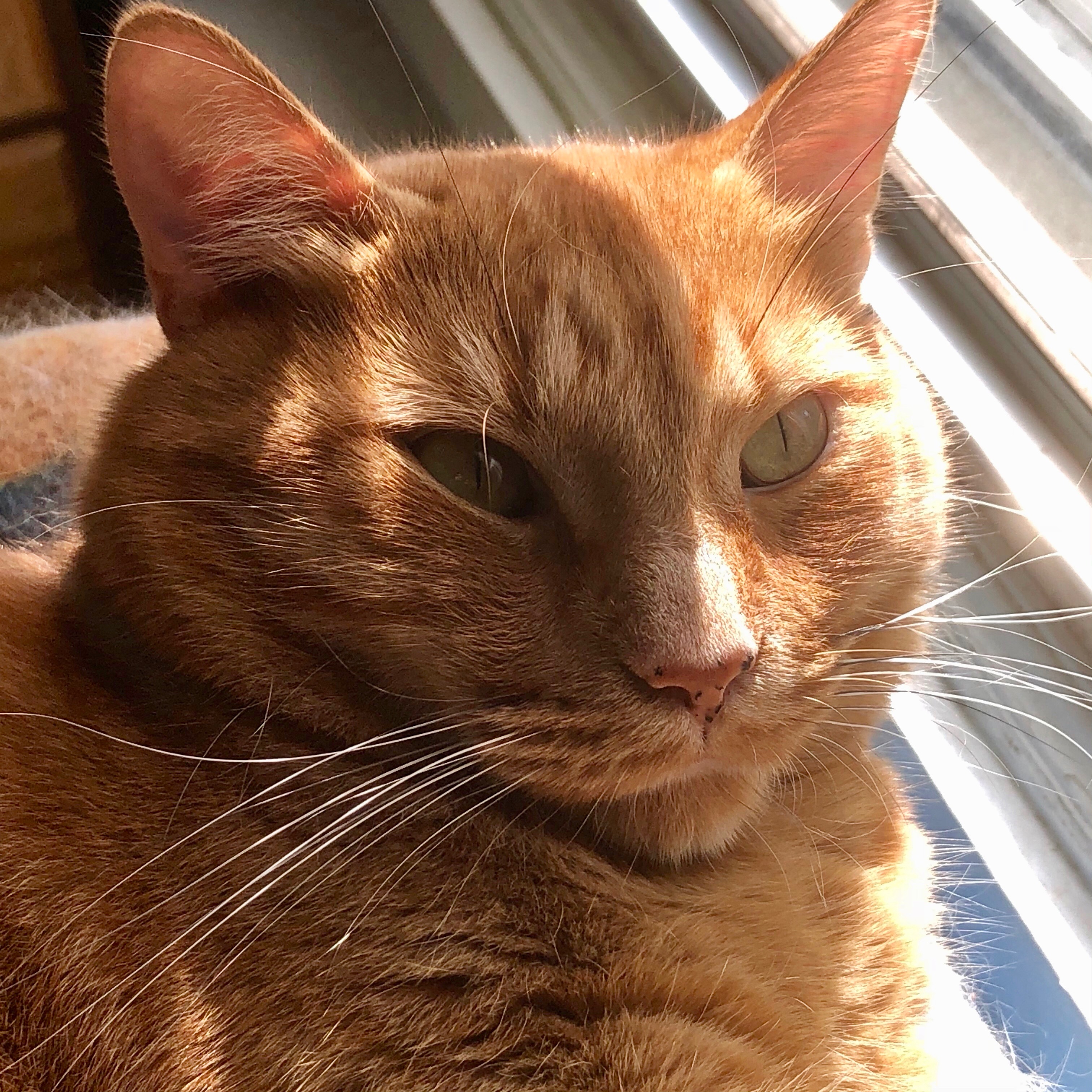 Caramel in the light (close-up)