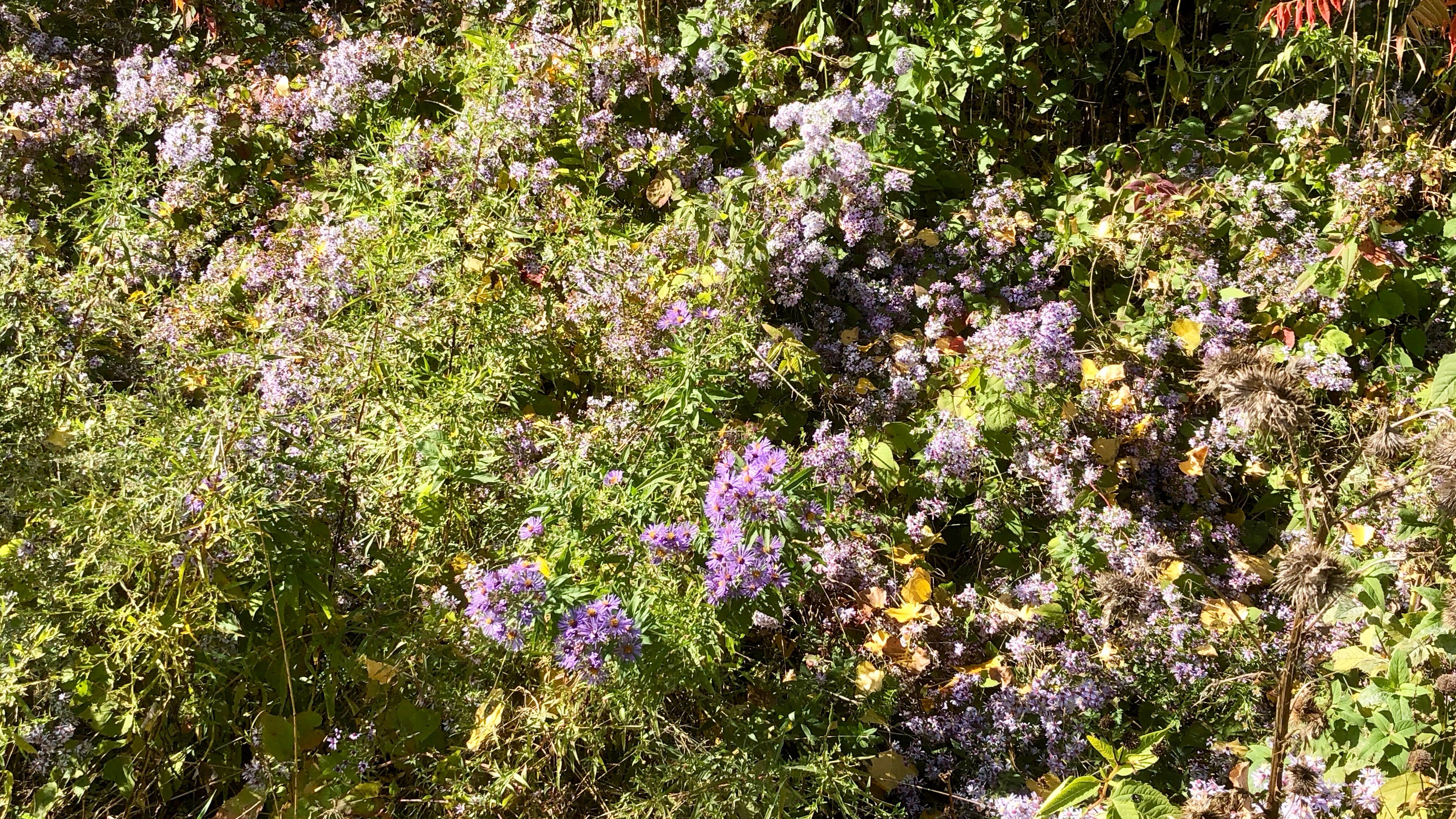 Asters and weeds