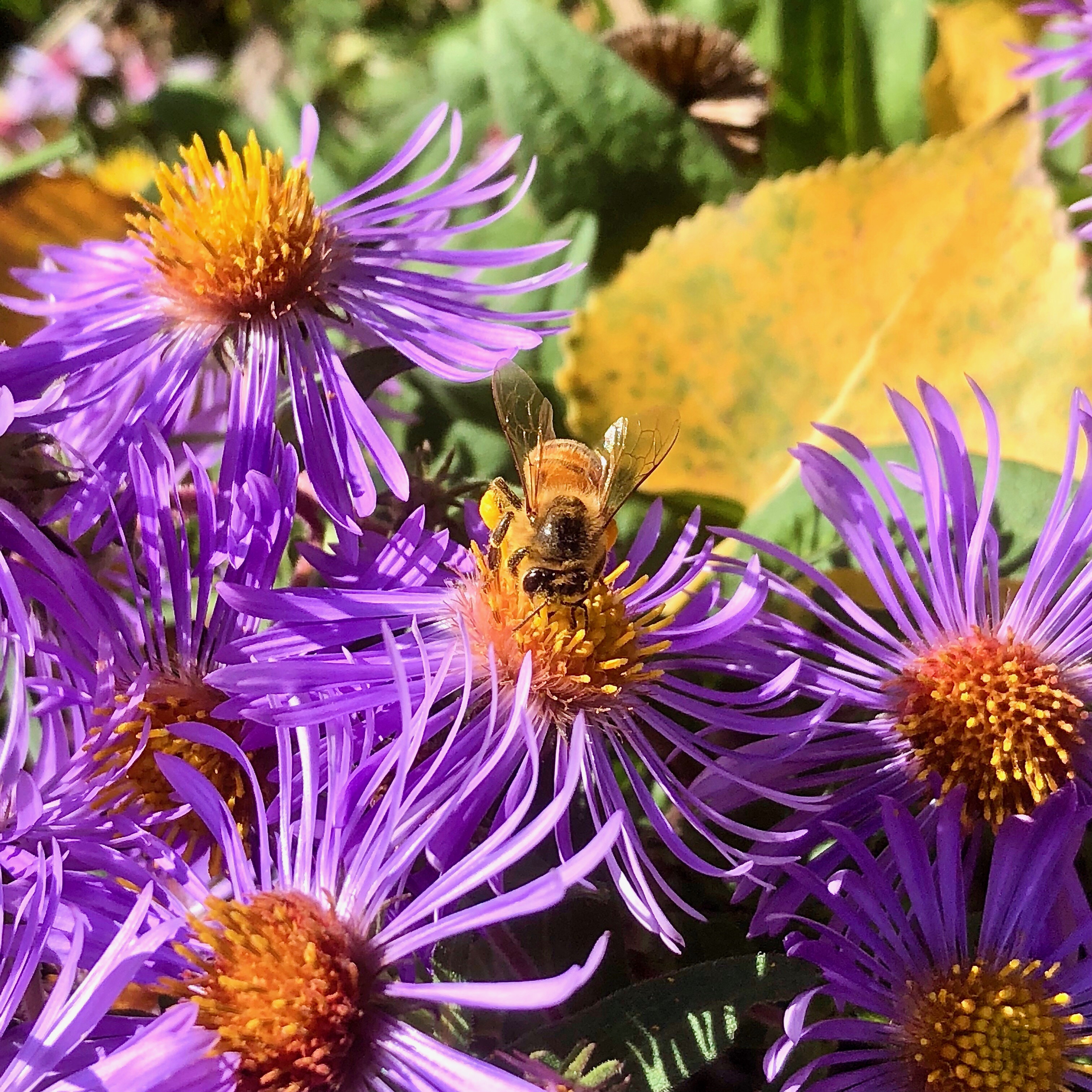 Bee on purple aster