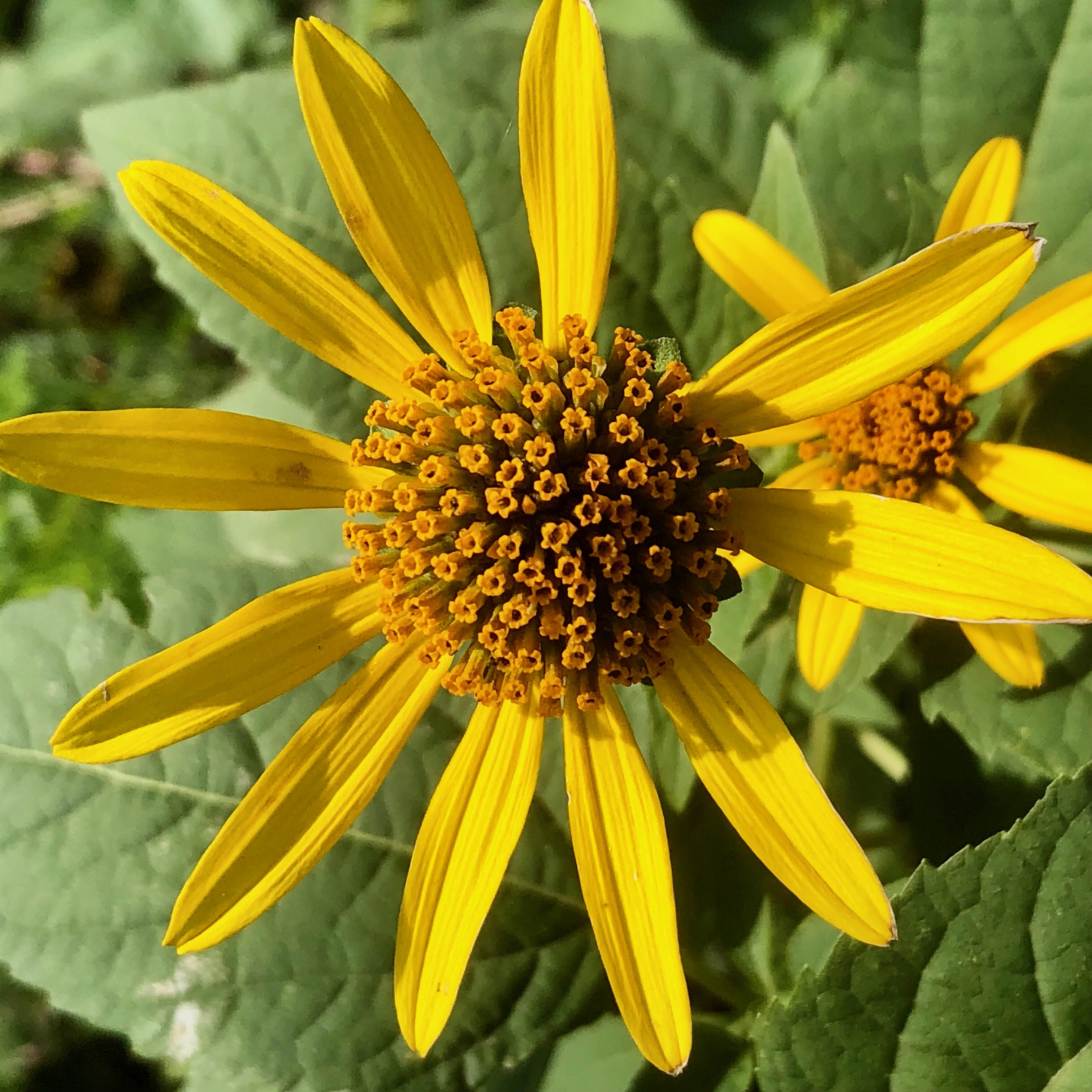 Some sort of sunflowers