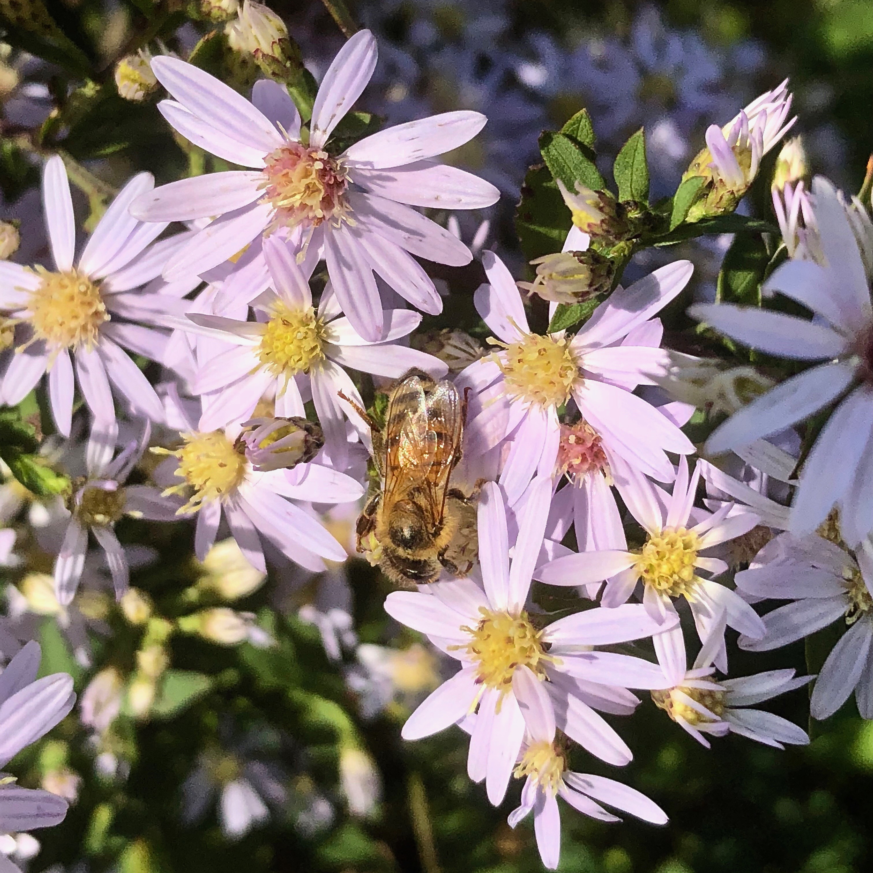Bee on a pink aster
