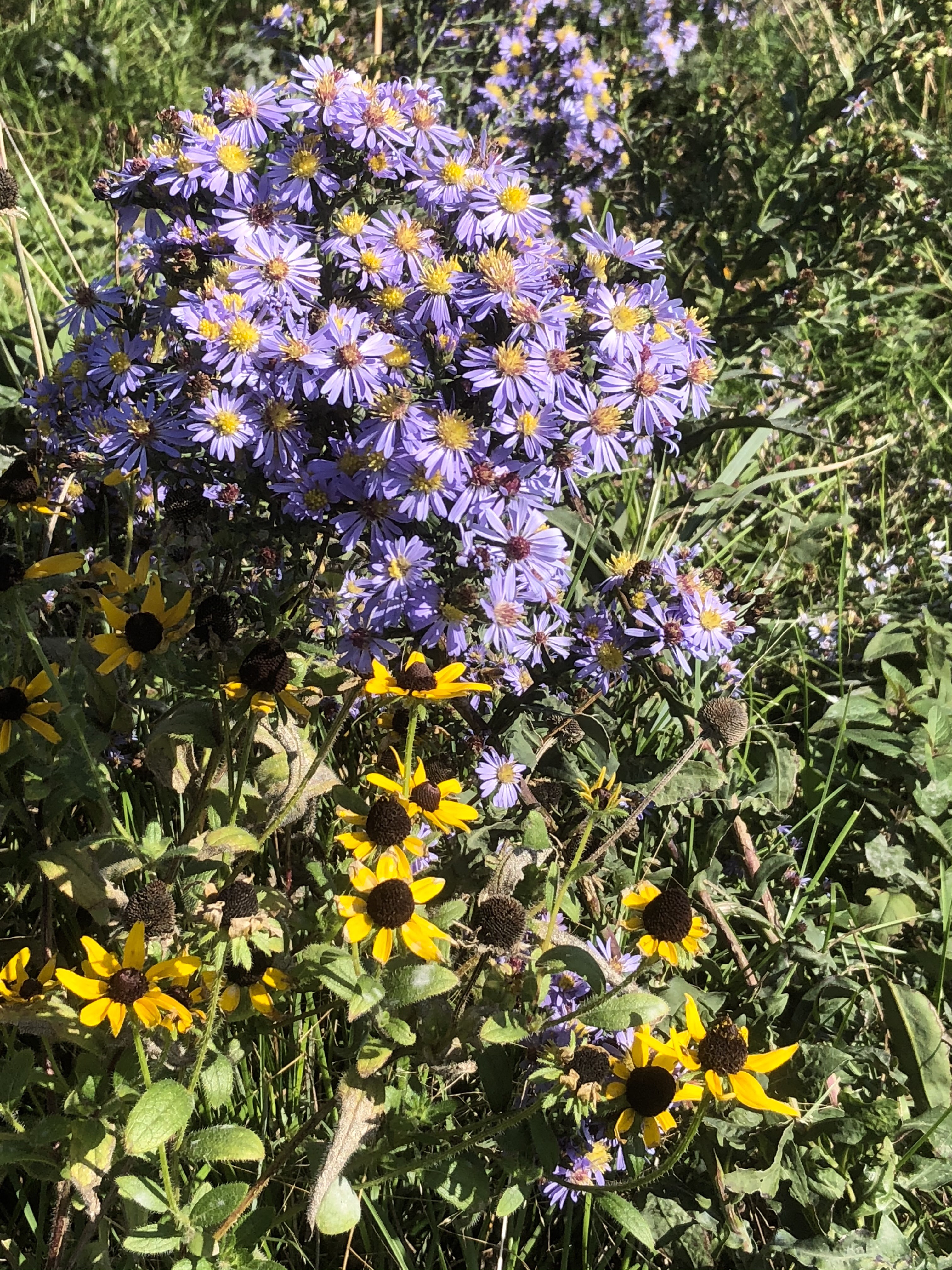 Asters & rudbeckia