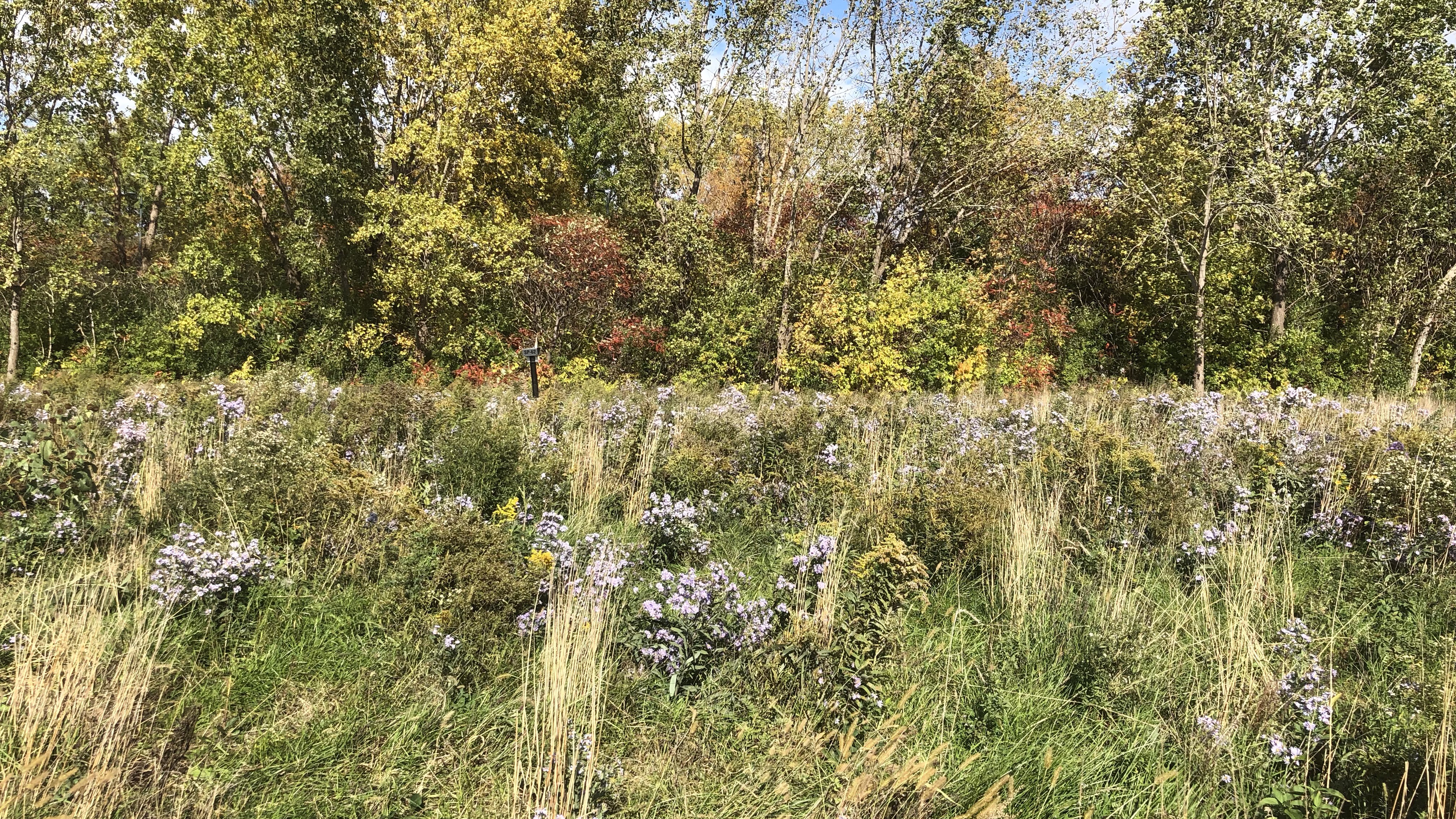 Asters and goldenrods