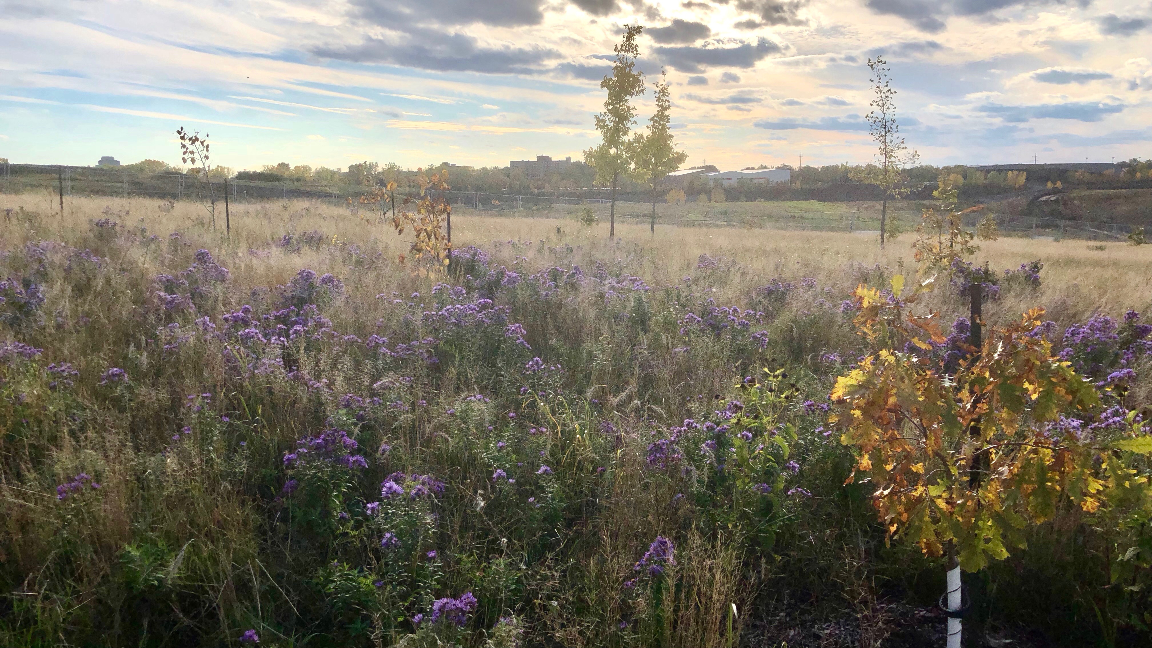 Asters and grass on the hill