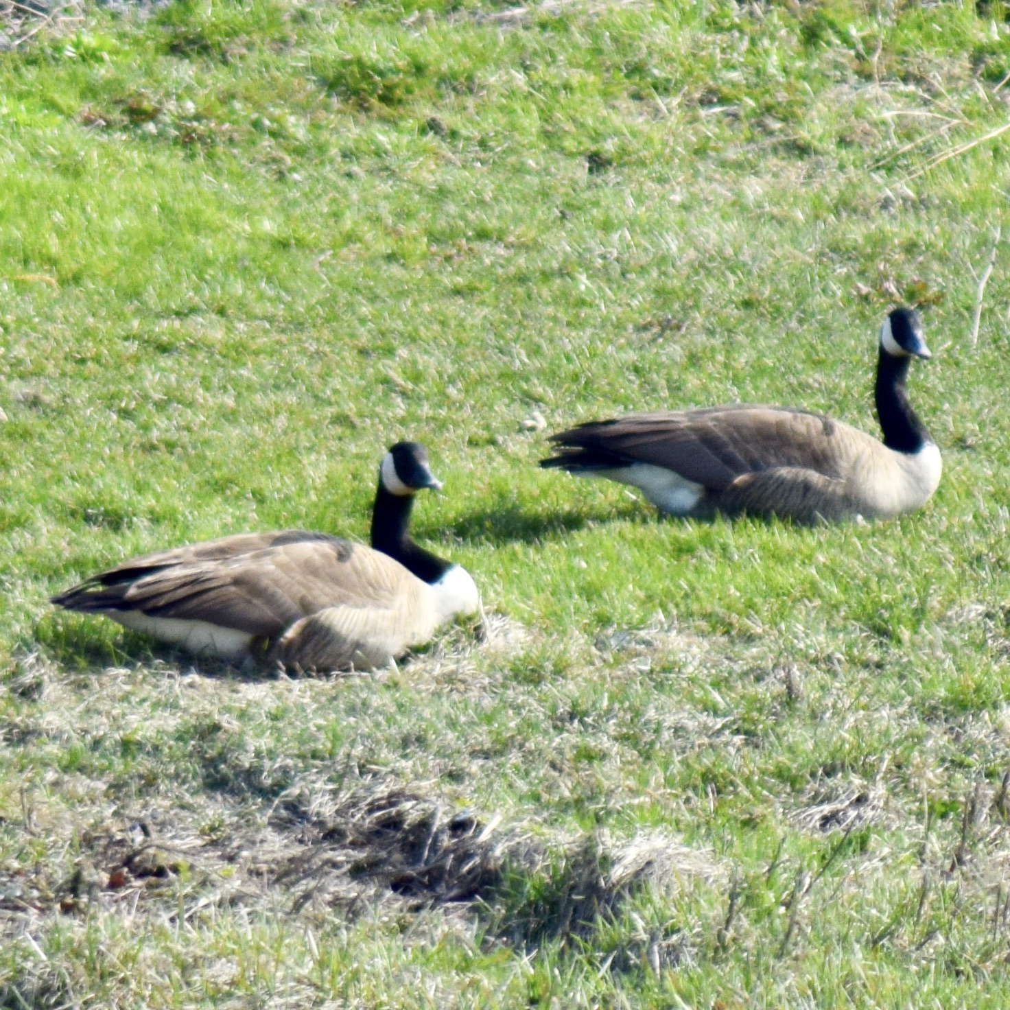 Bernaches / Geese