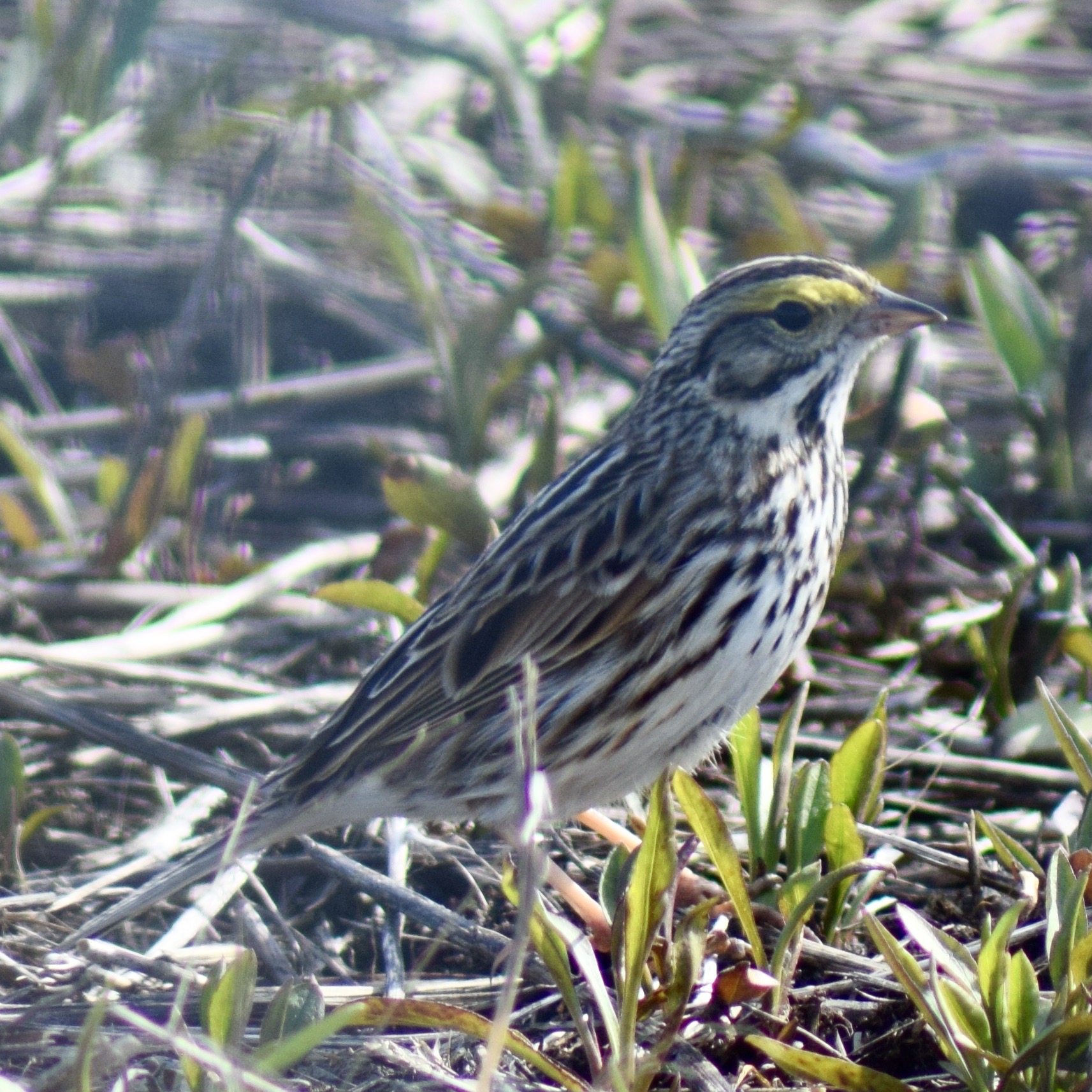 Bruant des prés / Savannah Sparrow