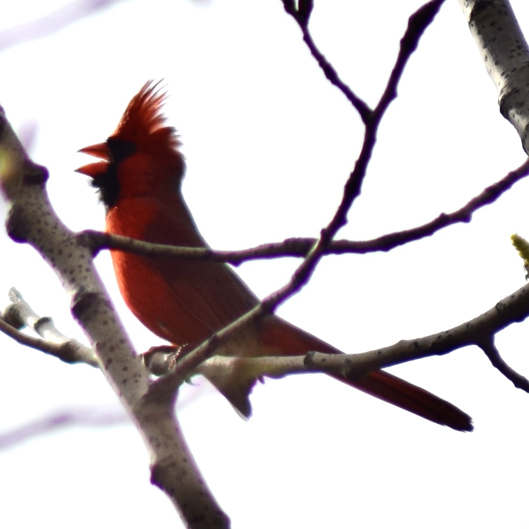 Cardinal