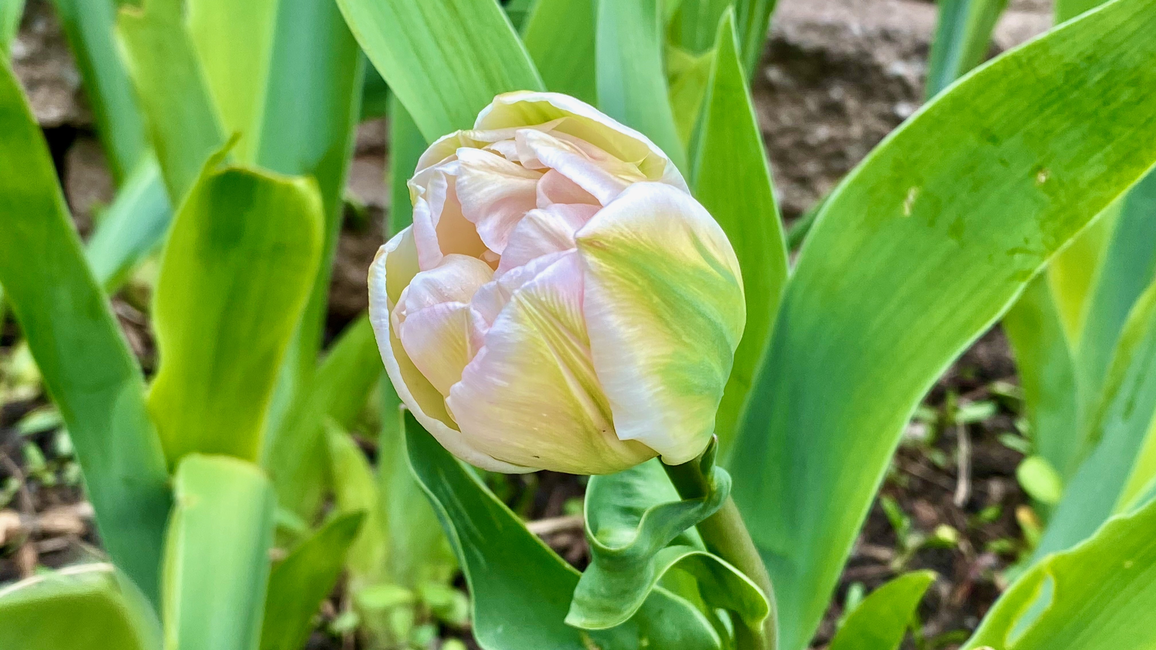 Unique tulipe