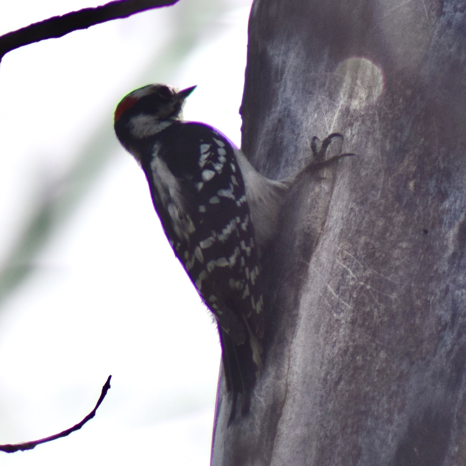 Pic mineur / Downy woodpecker
