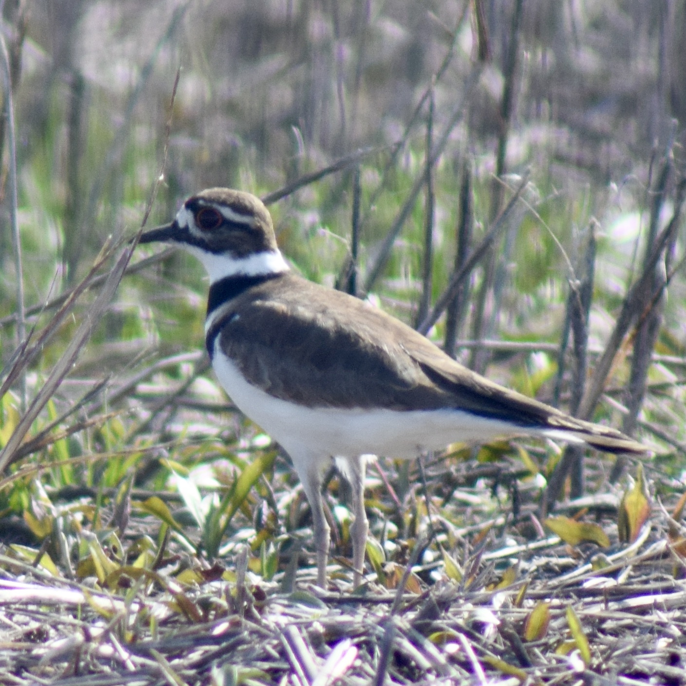 Pluvier kildir / Killdeer
