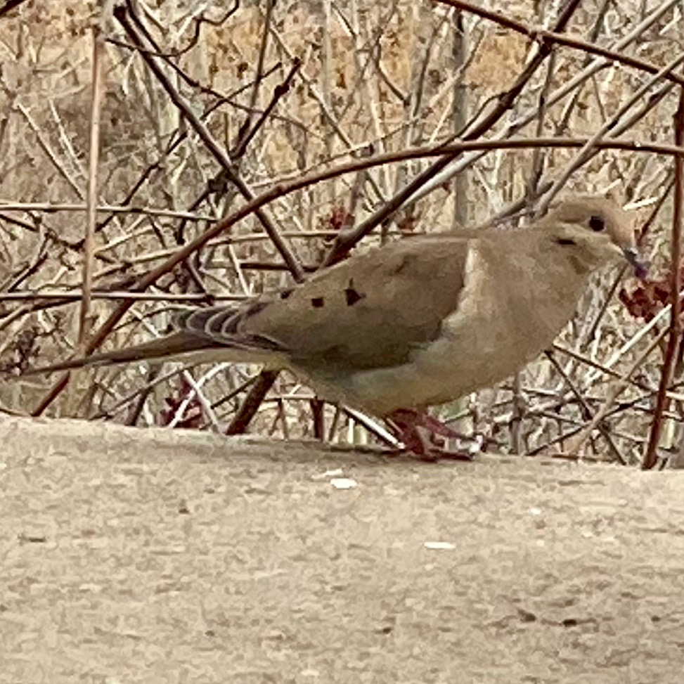 Tourterelle triste / Mourning Dove