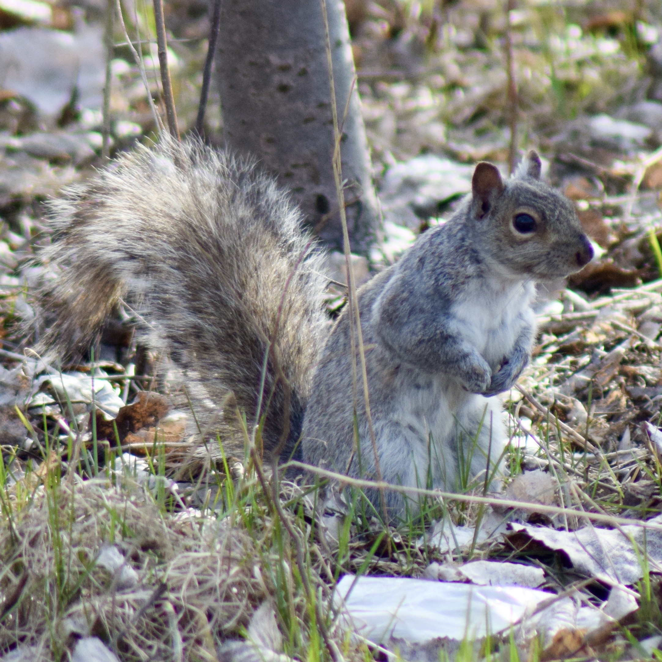 Écureuil / squirrel