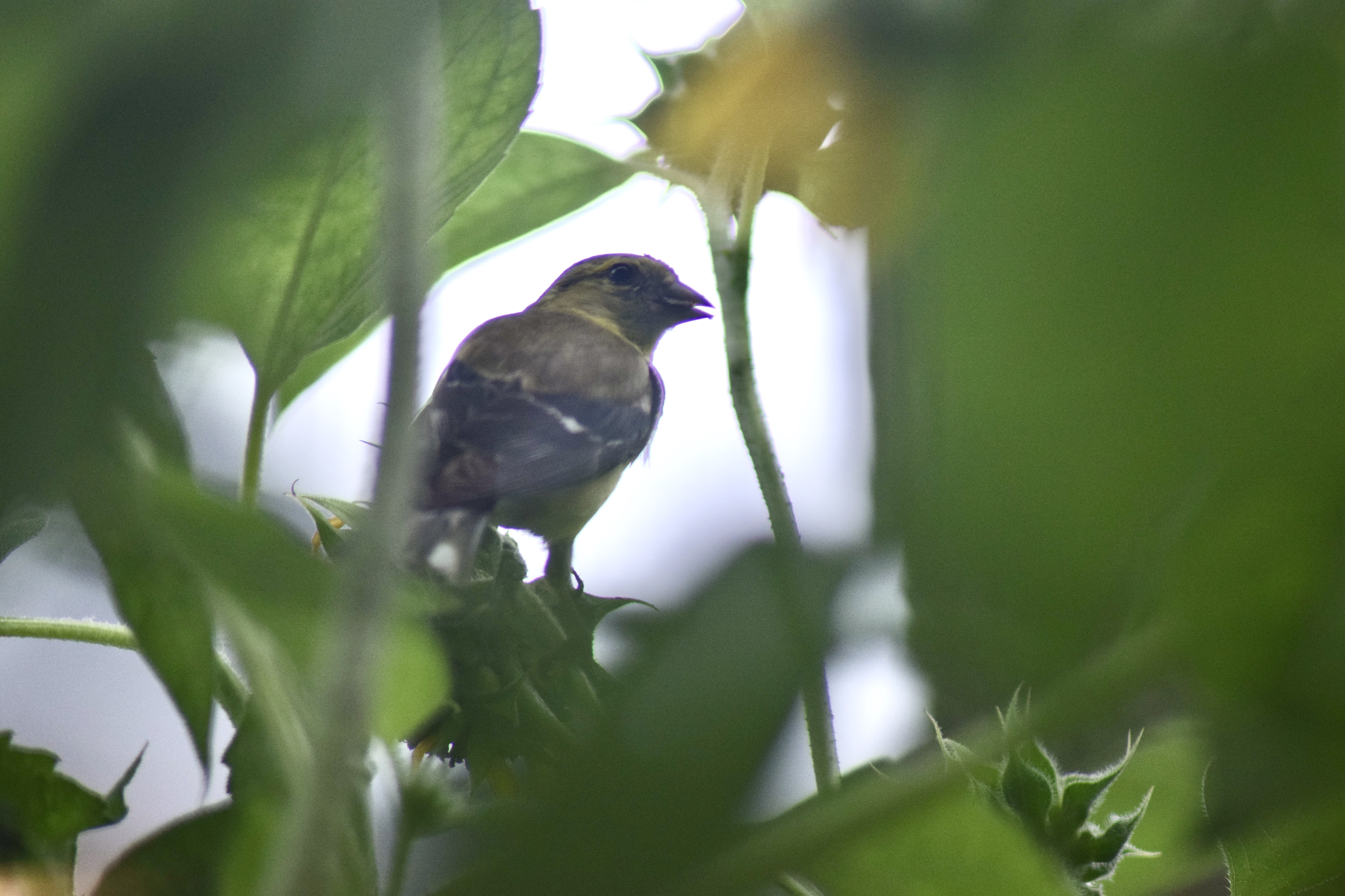 Spinus tristis, female