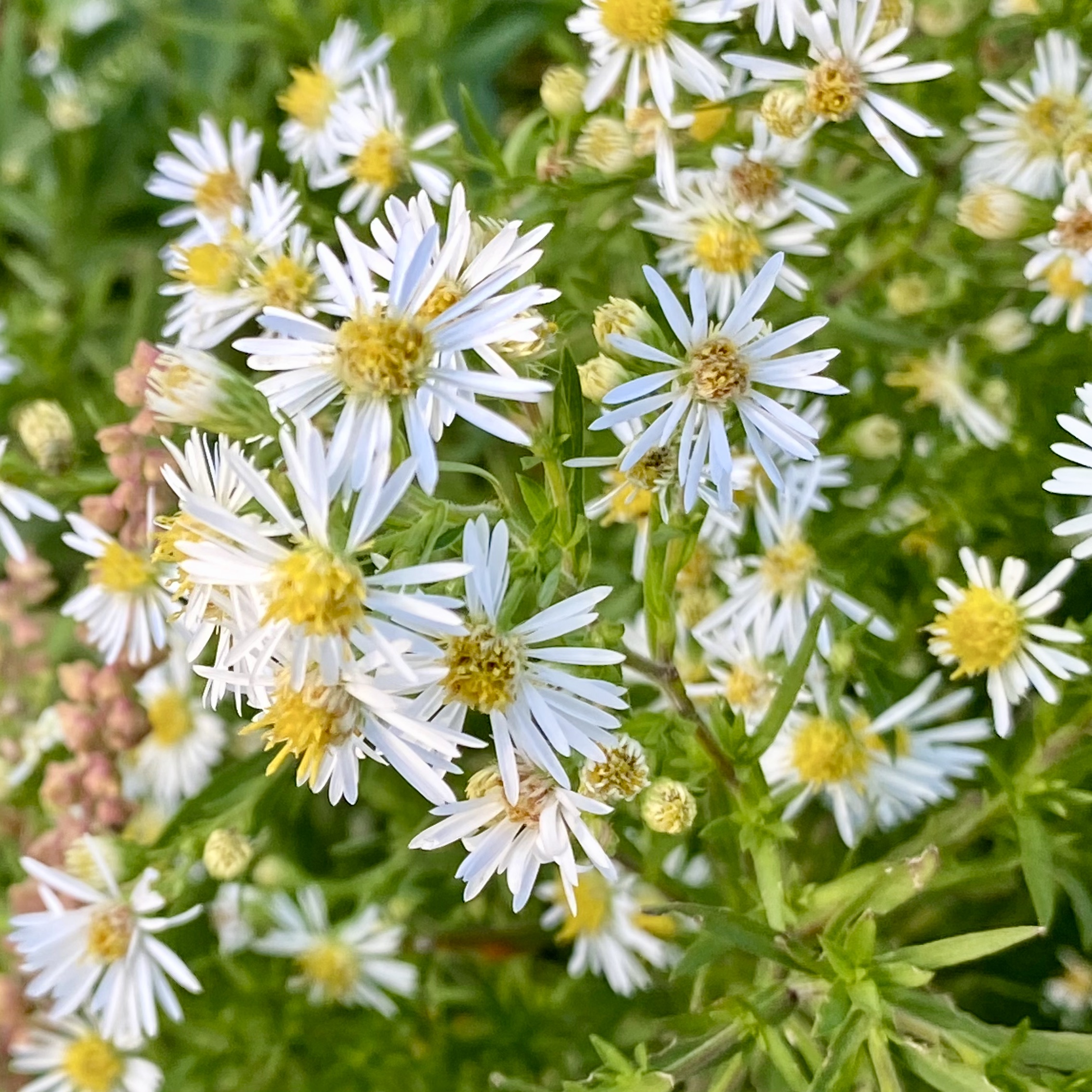 Symphyotrichum ericoides