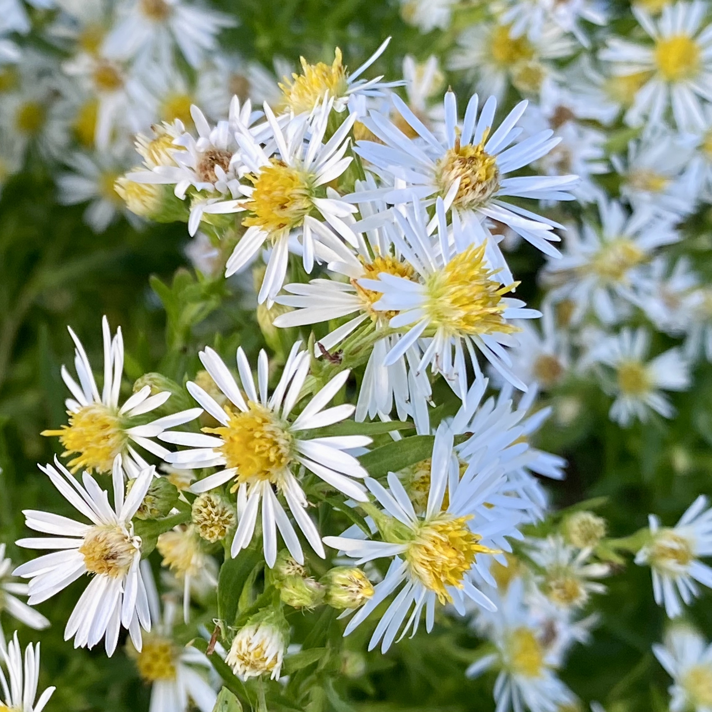 Symphyotrichum ericoides