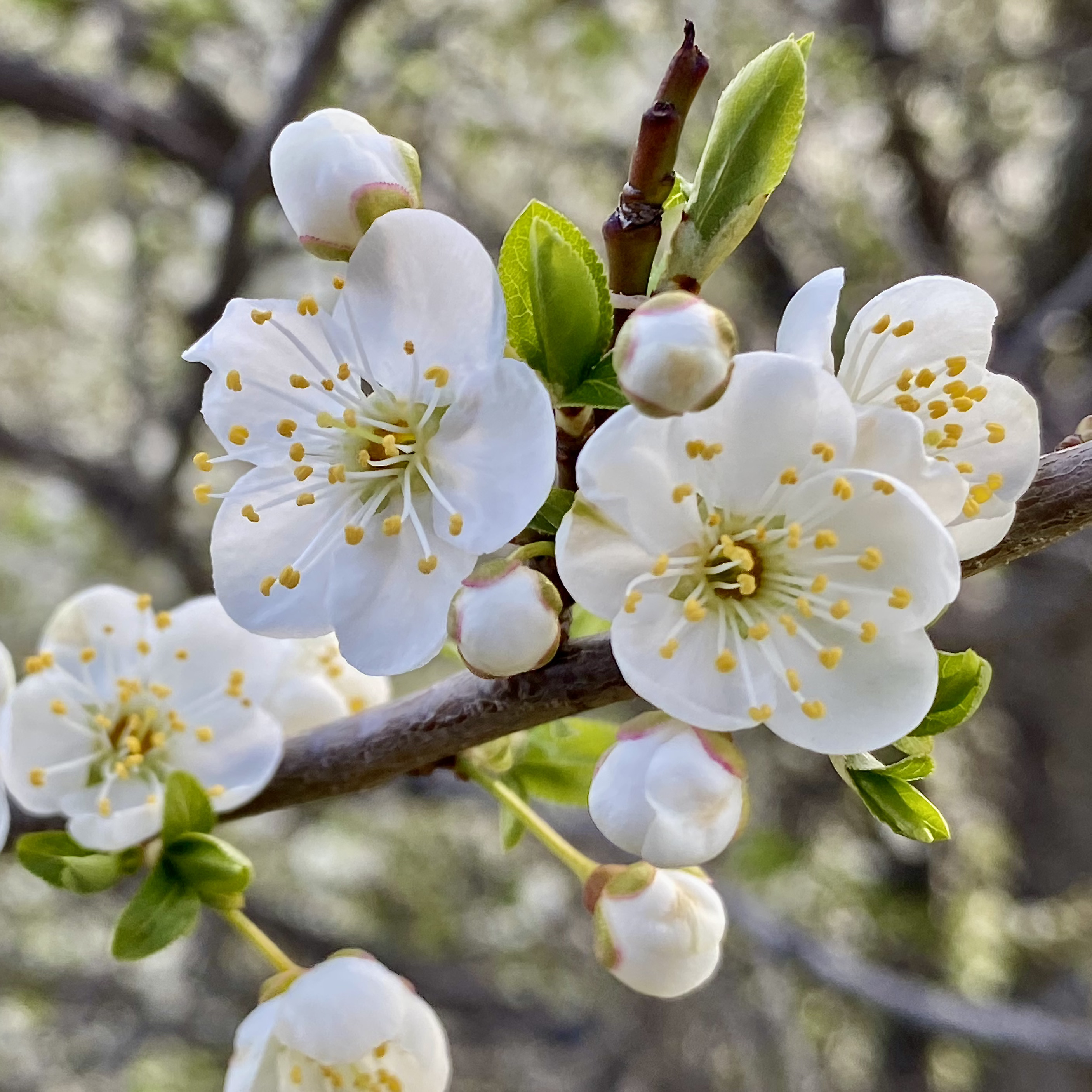 Samedi: Pommetier en fleurs