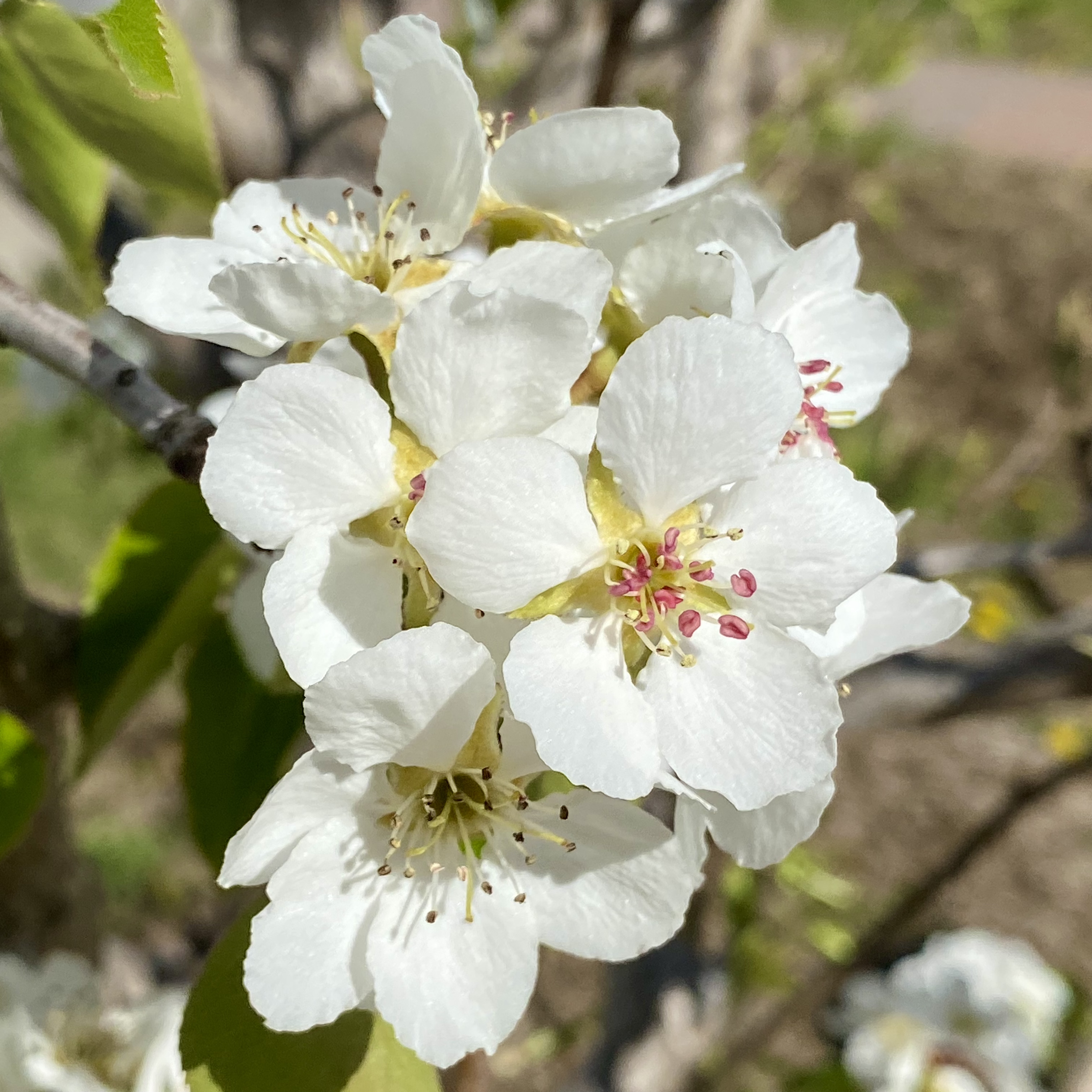 Poirier en fleurs (samedi, 05/01)