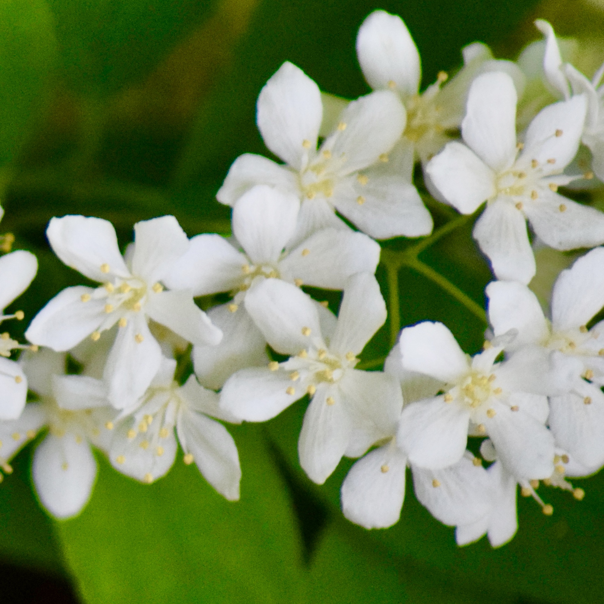 deutzia x lemoinei