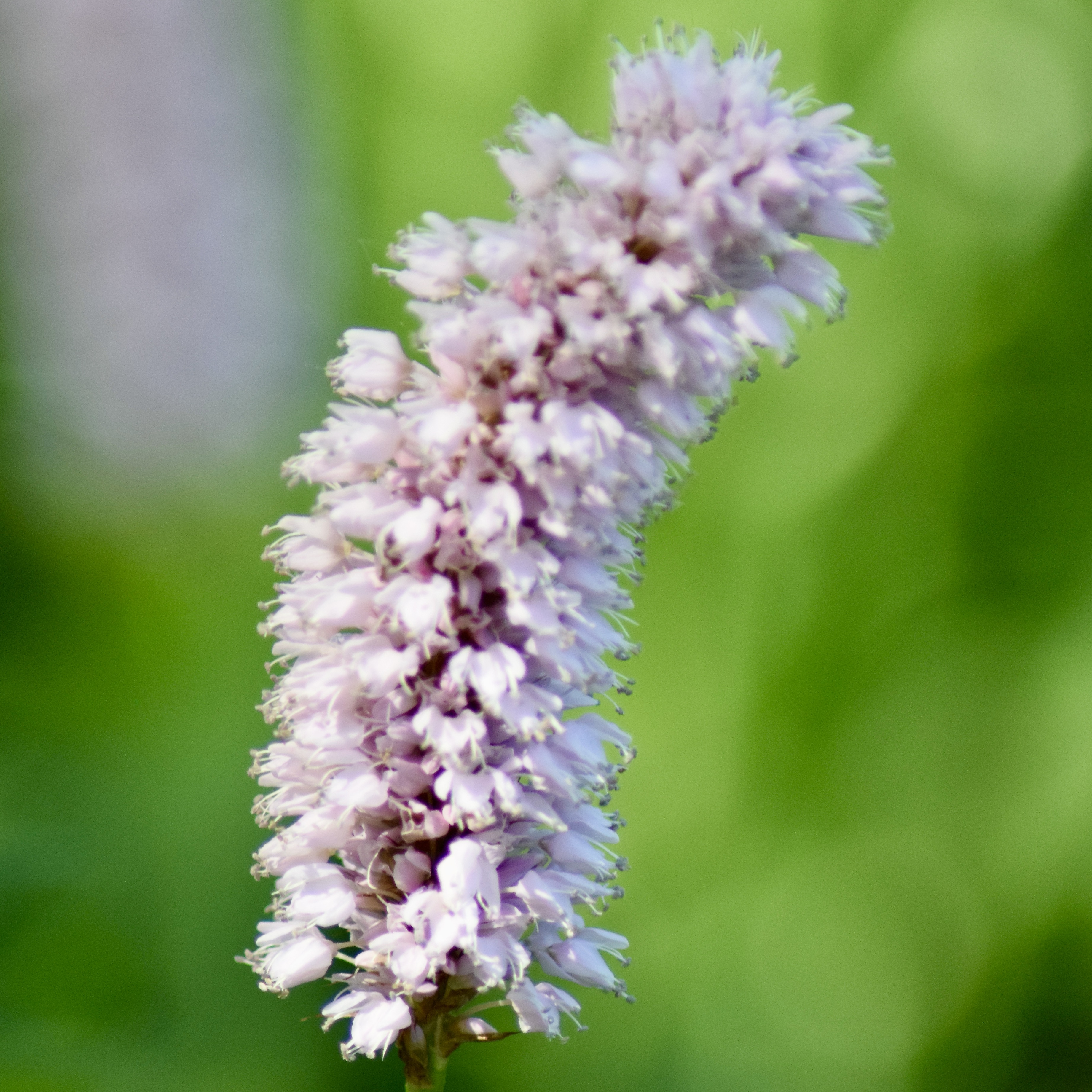 Bistorta officinalis