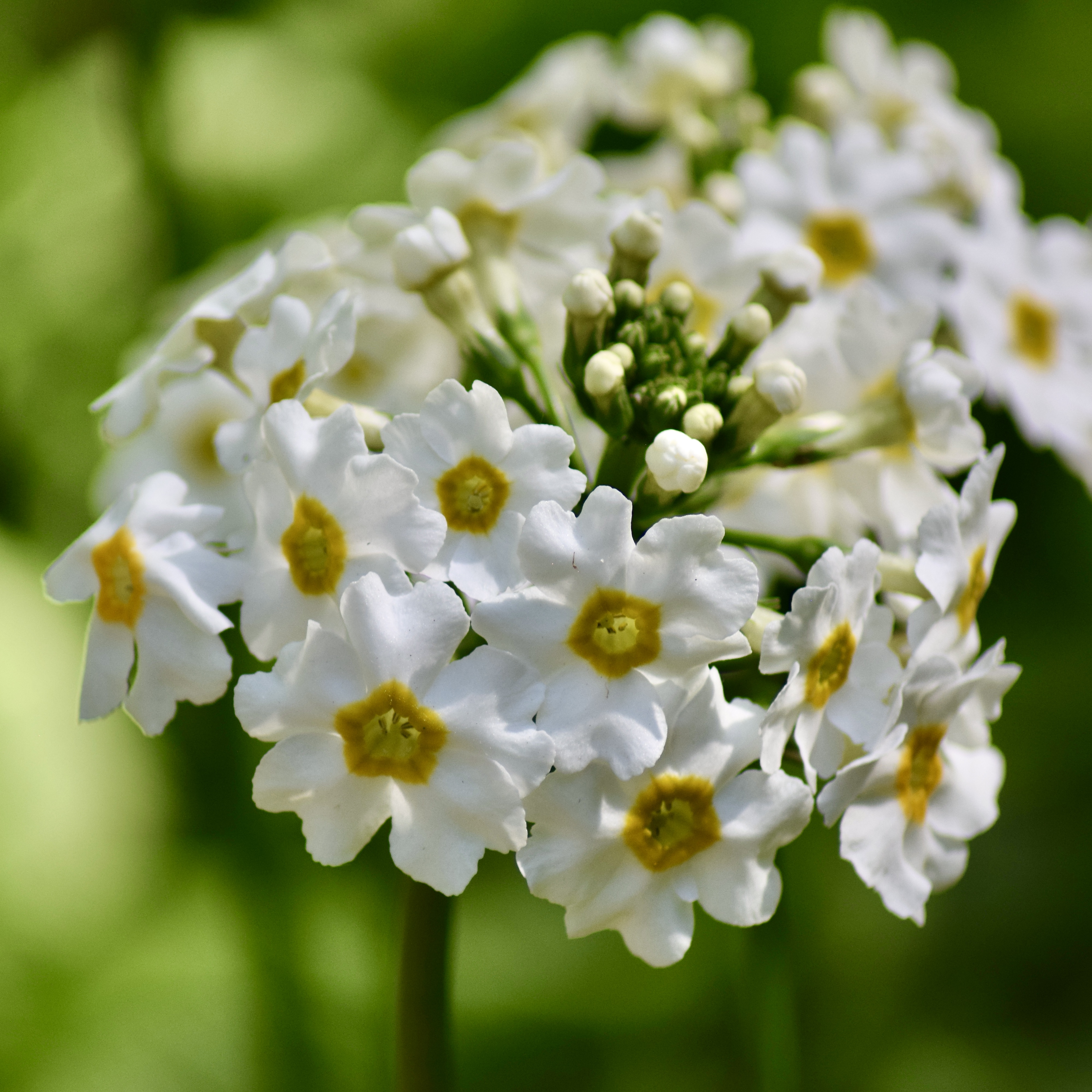 Primula japonica