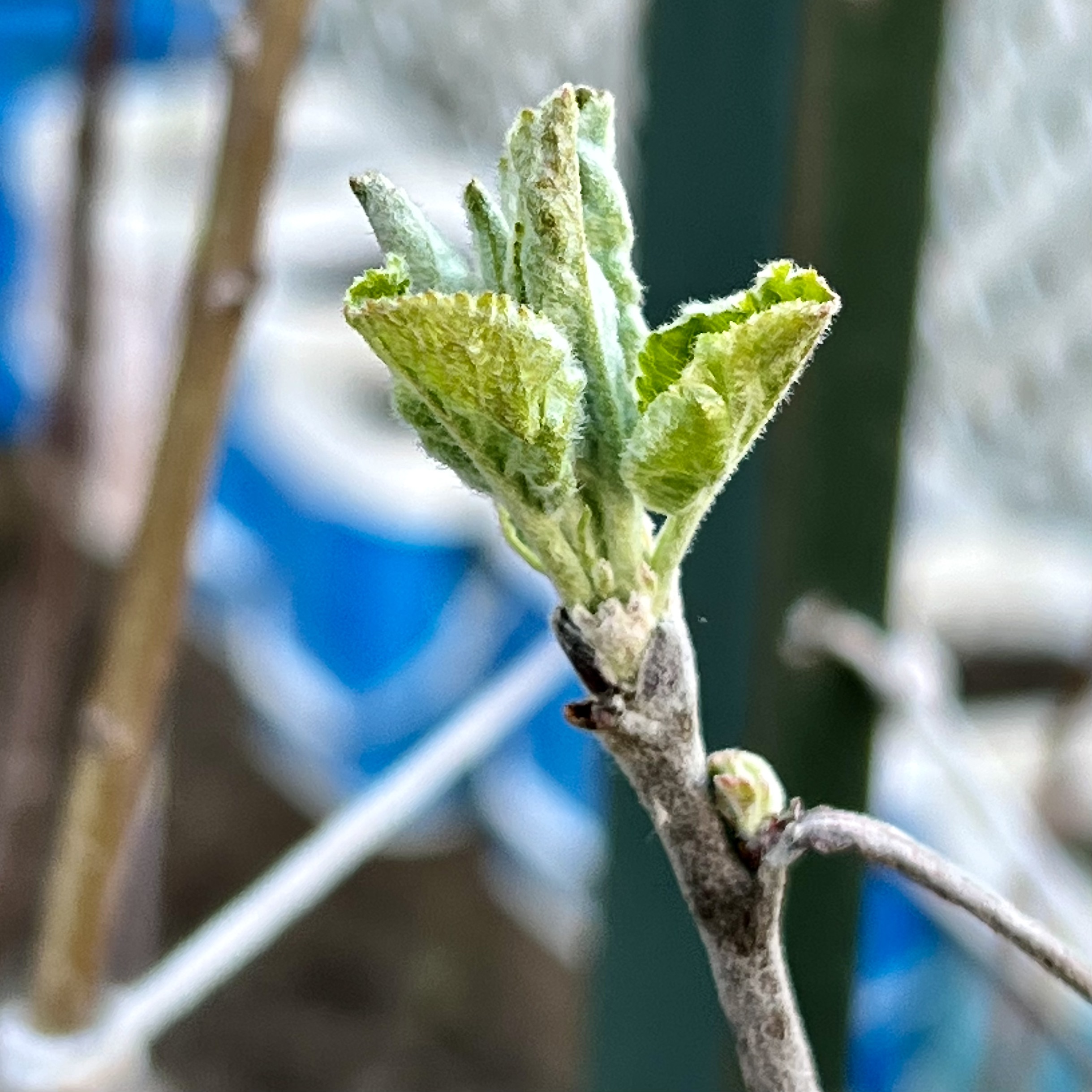 Mon Pommier [2022/05/08)