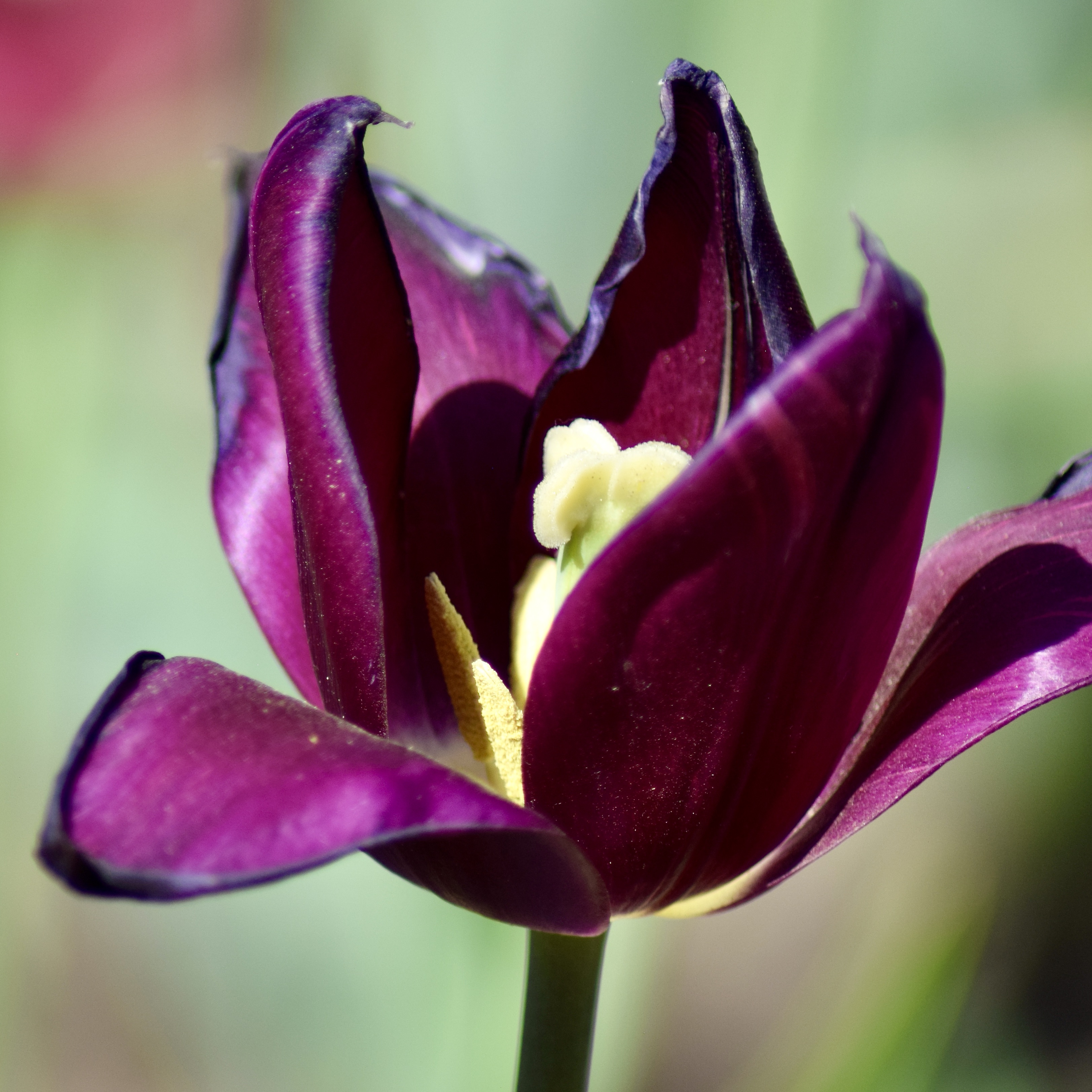 Tulipa Merlot