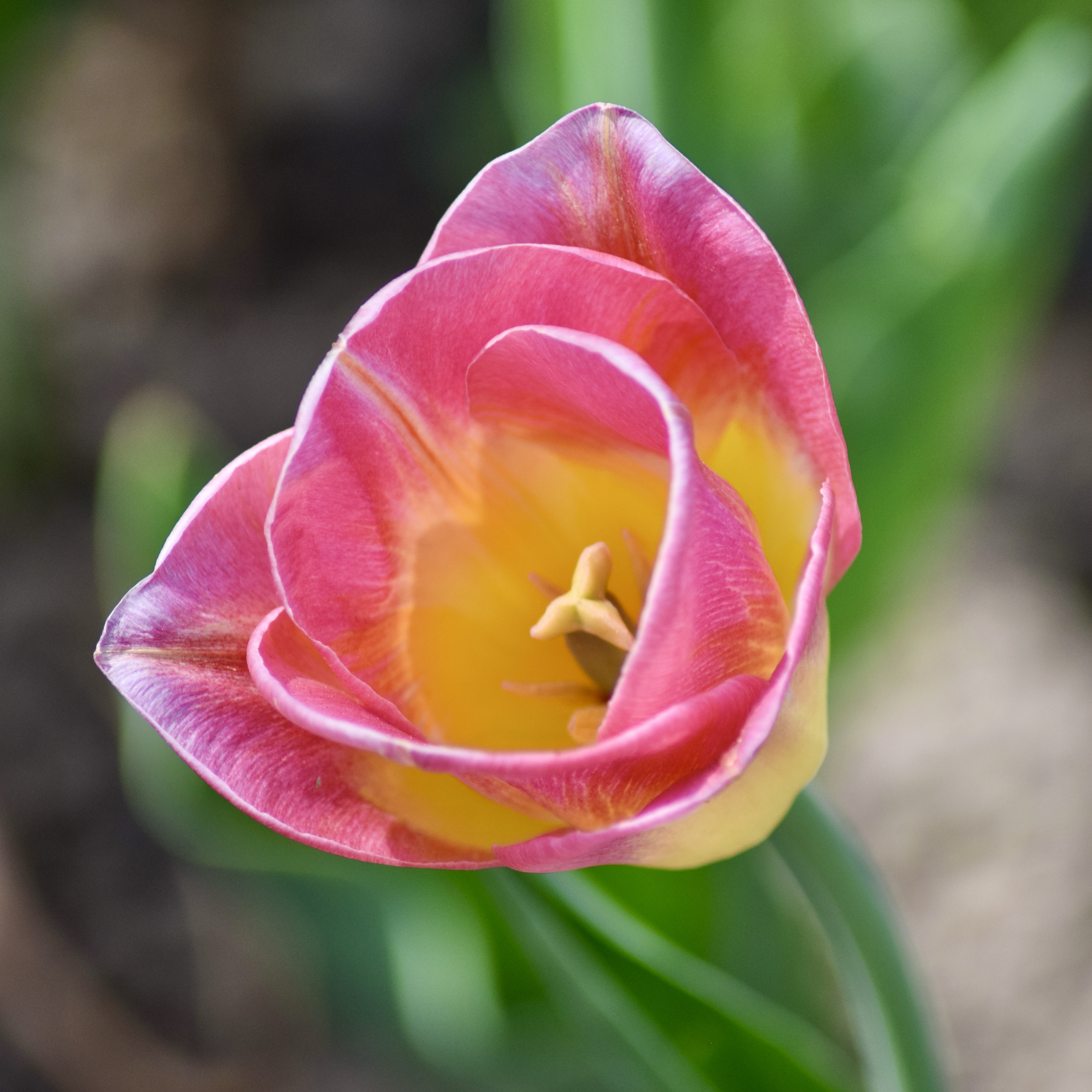 Tulipa Dynasty
