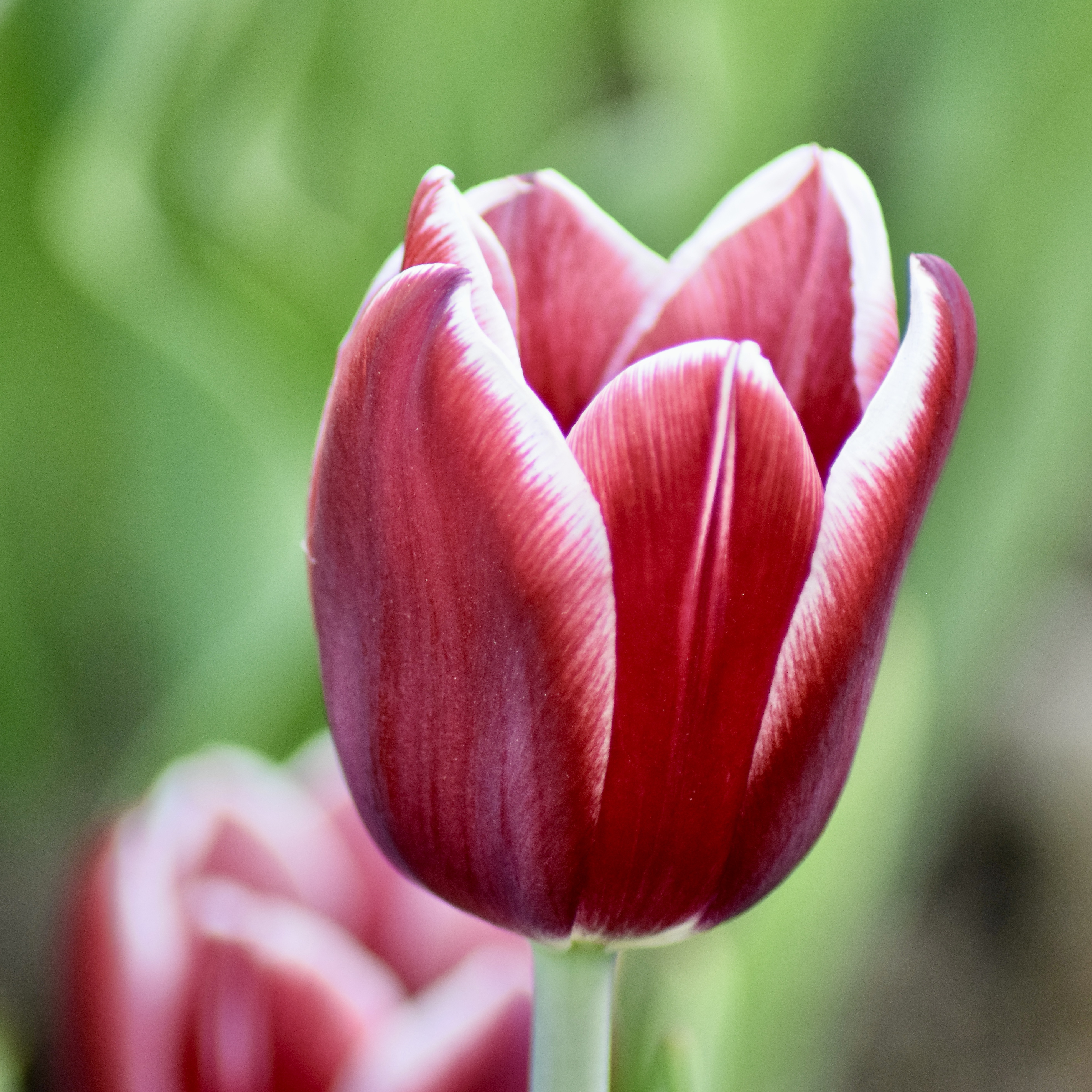 Tulipa Vampire