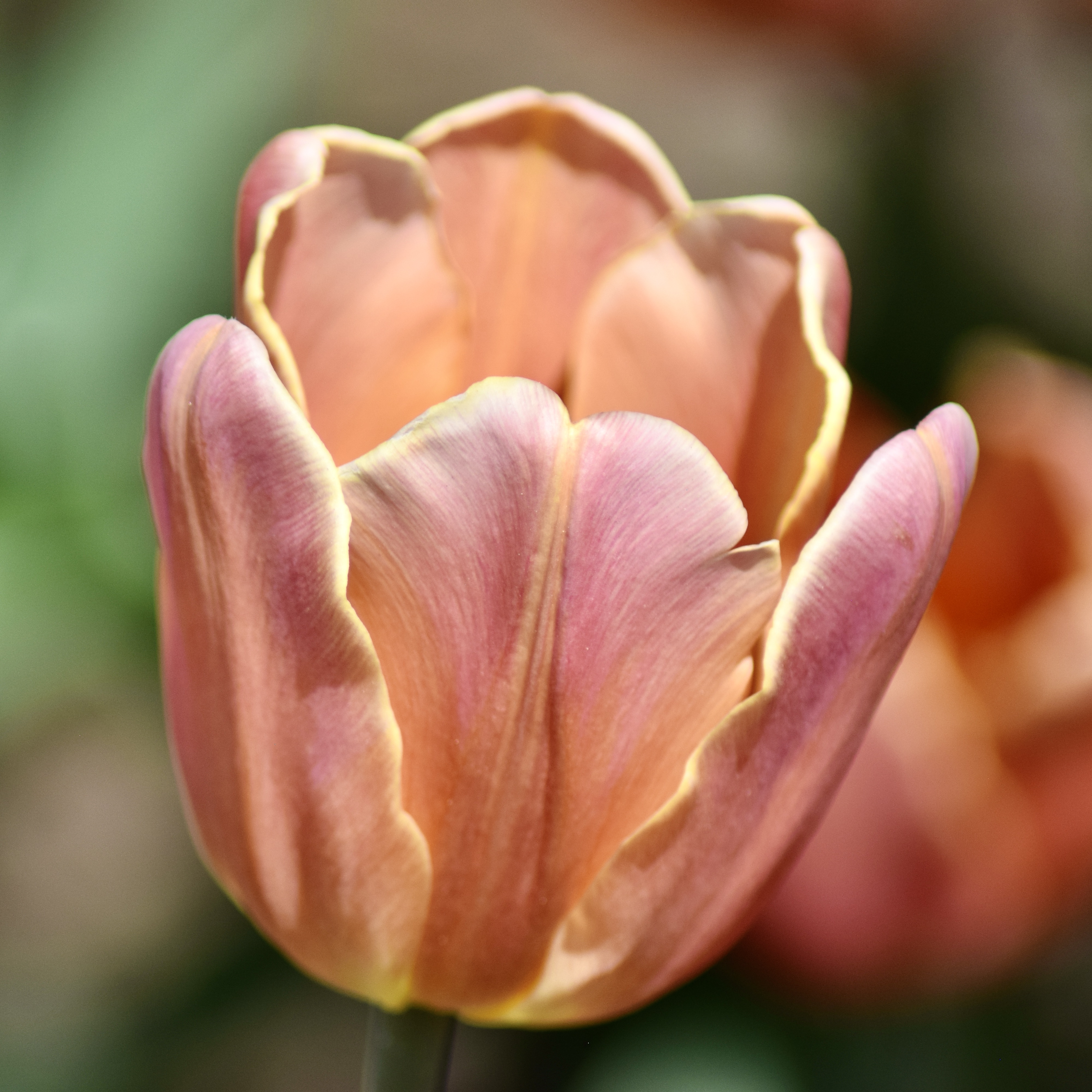 Tulipa Salmon Prince