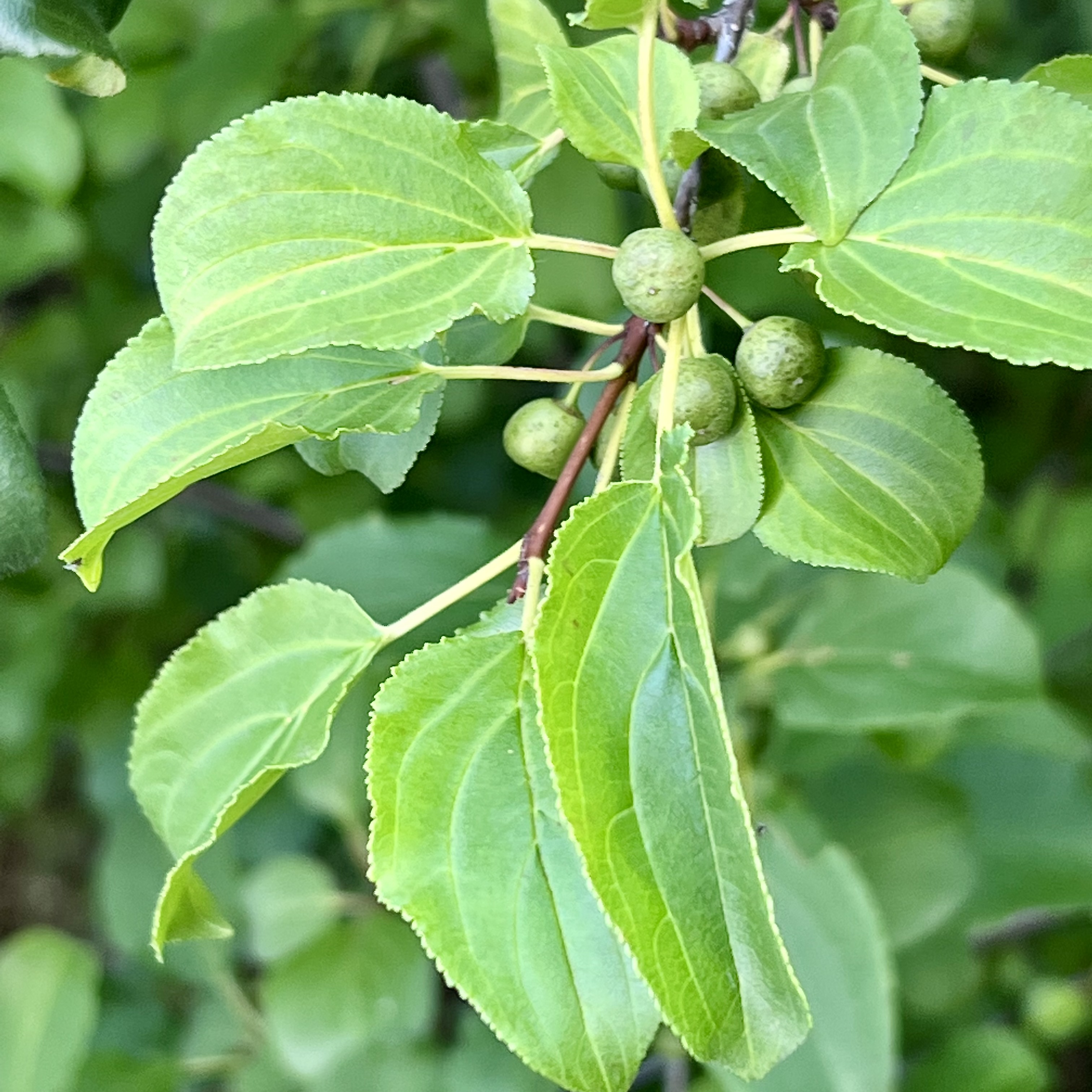 Rhamnus cathartica