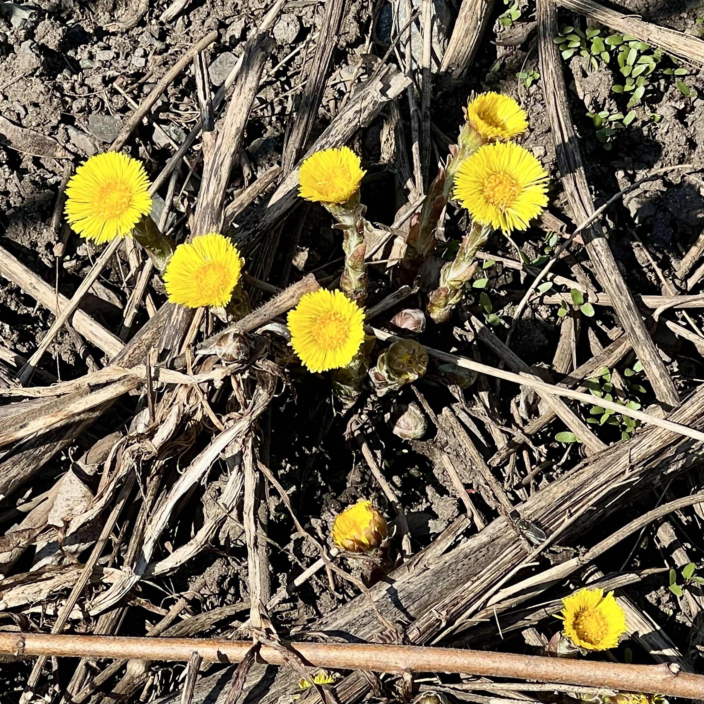 Tussilages [2023/04/09] / Tussilago