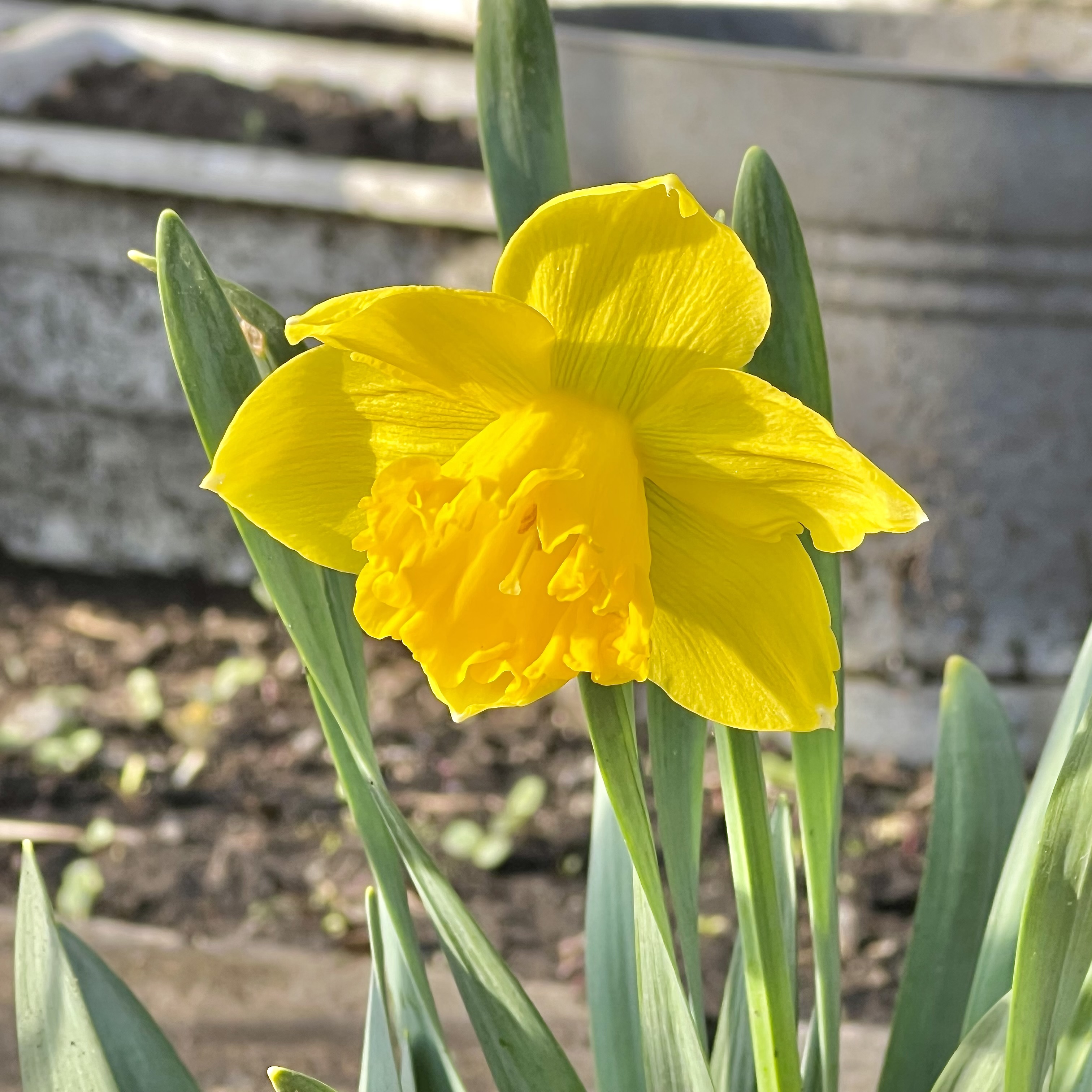 Jonquille [2023/04/21] / Daffodyl