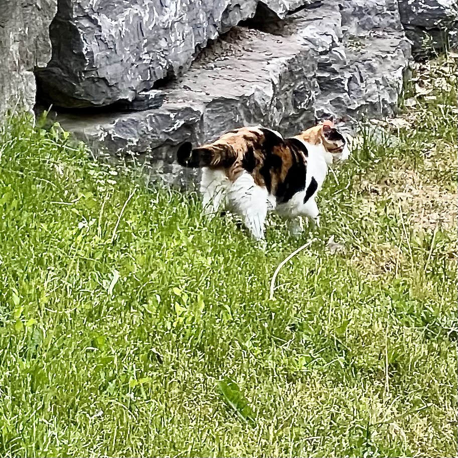 Calico