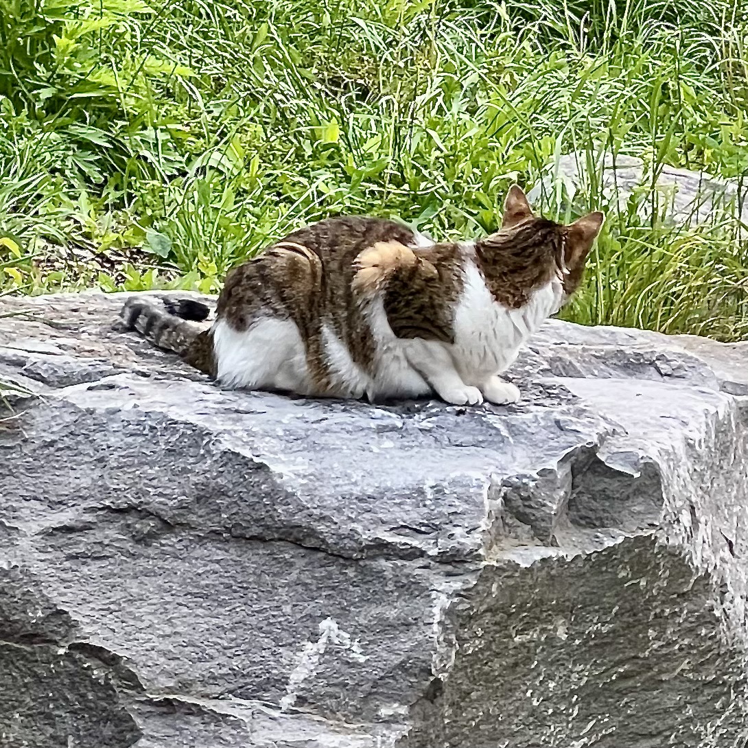 Classic tabby & blanc